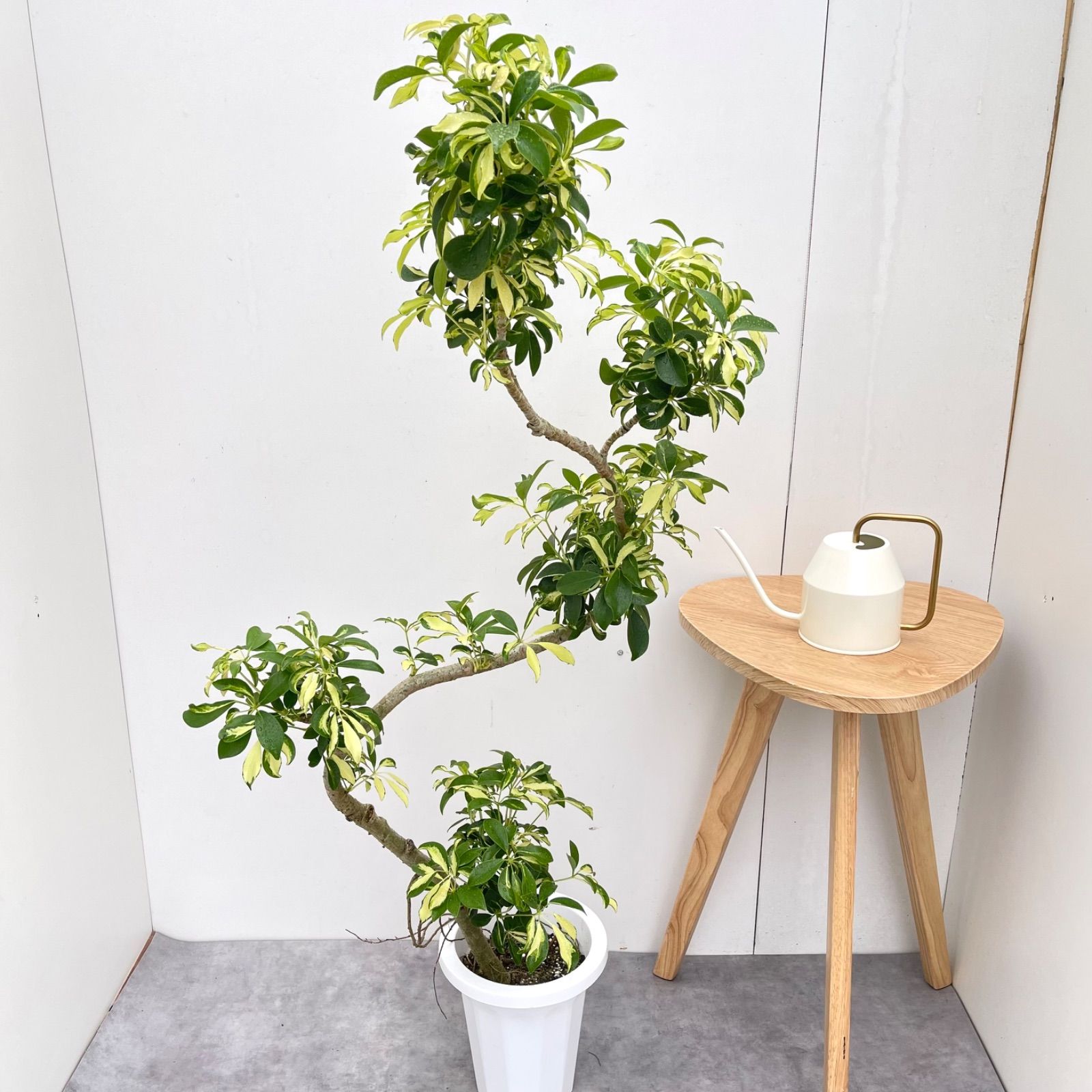 シェフレラ　グランディー　曲がり　31【現品】 観葉植物　室内　斑入り　7号