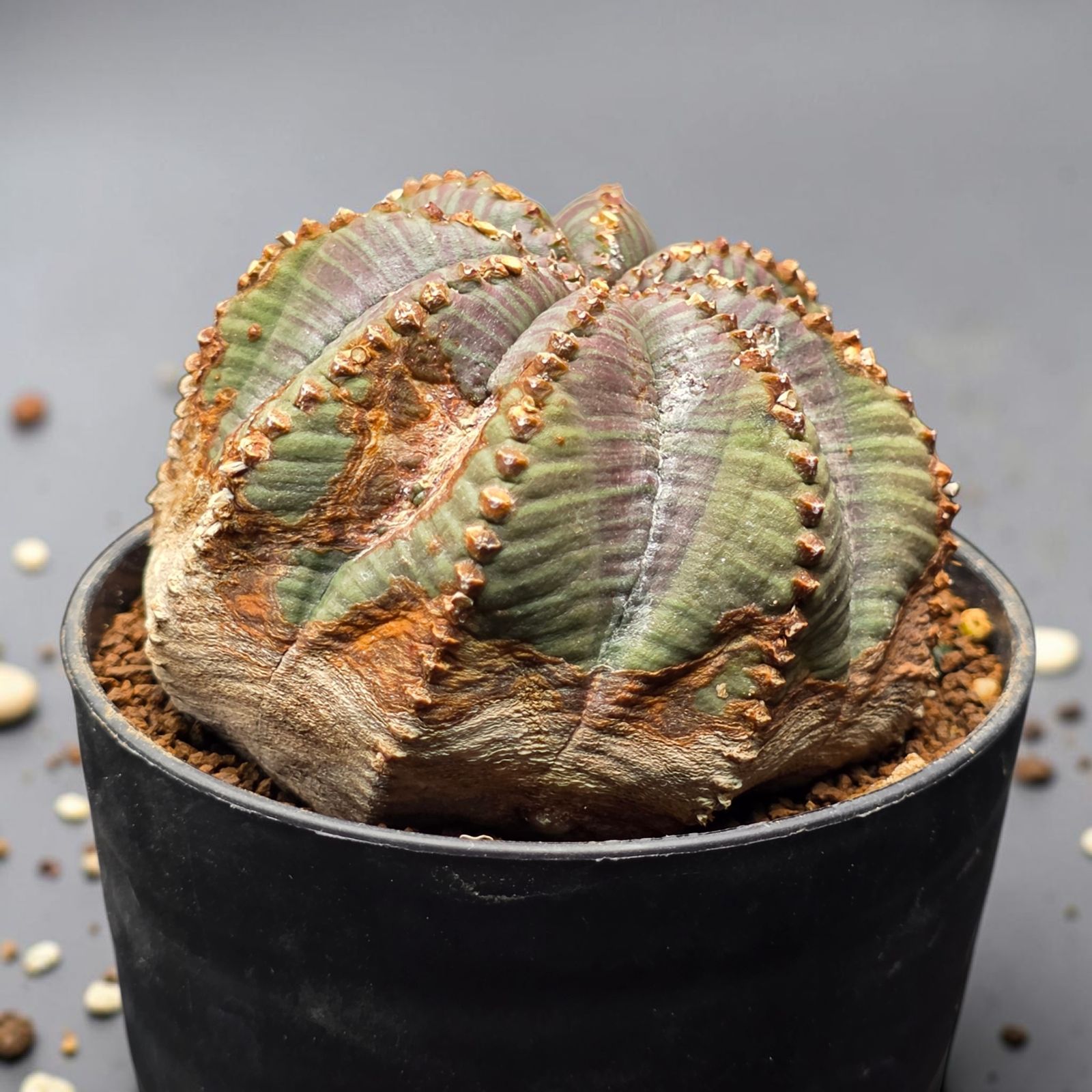 ユーフォルビア オベサ 完全木質化 (Euphorbia obesa)