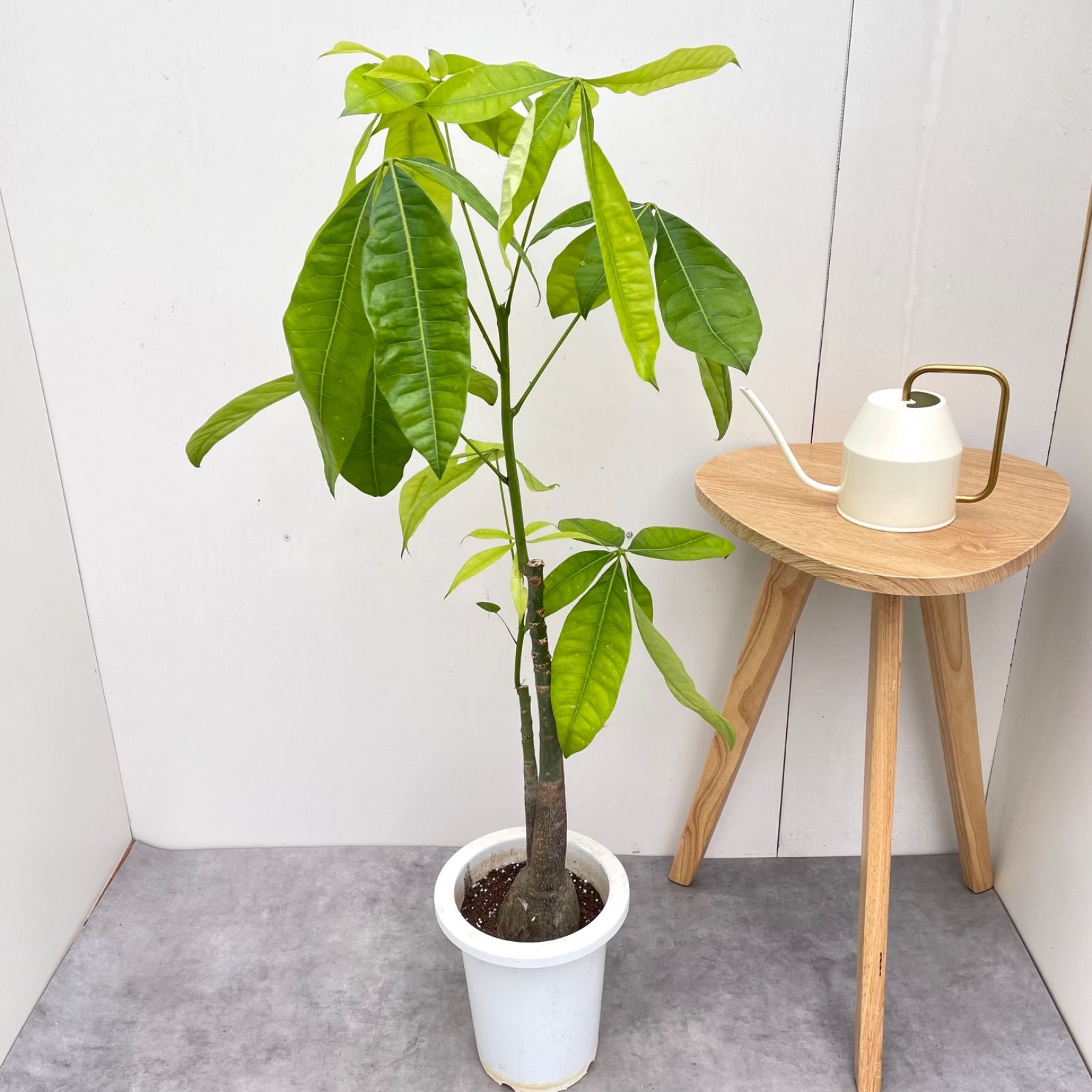 パキラ 実生 5【現品】観葉植物 室内 7号 - メルカリ