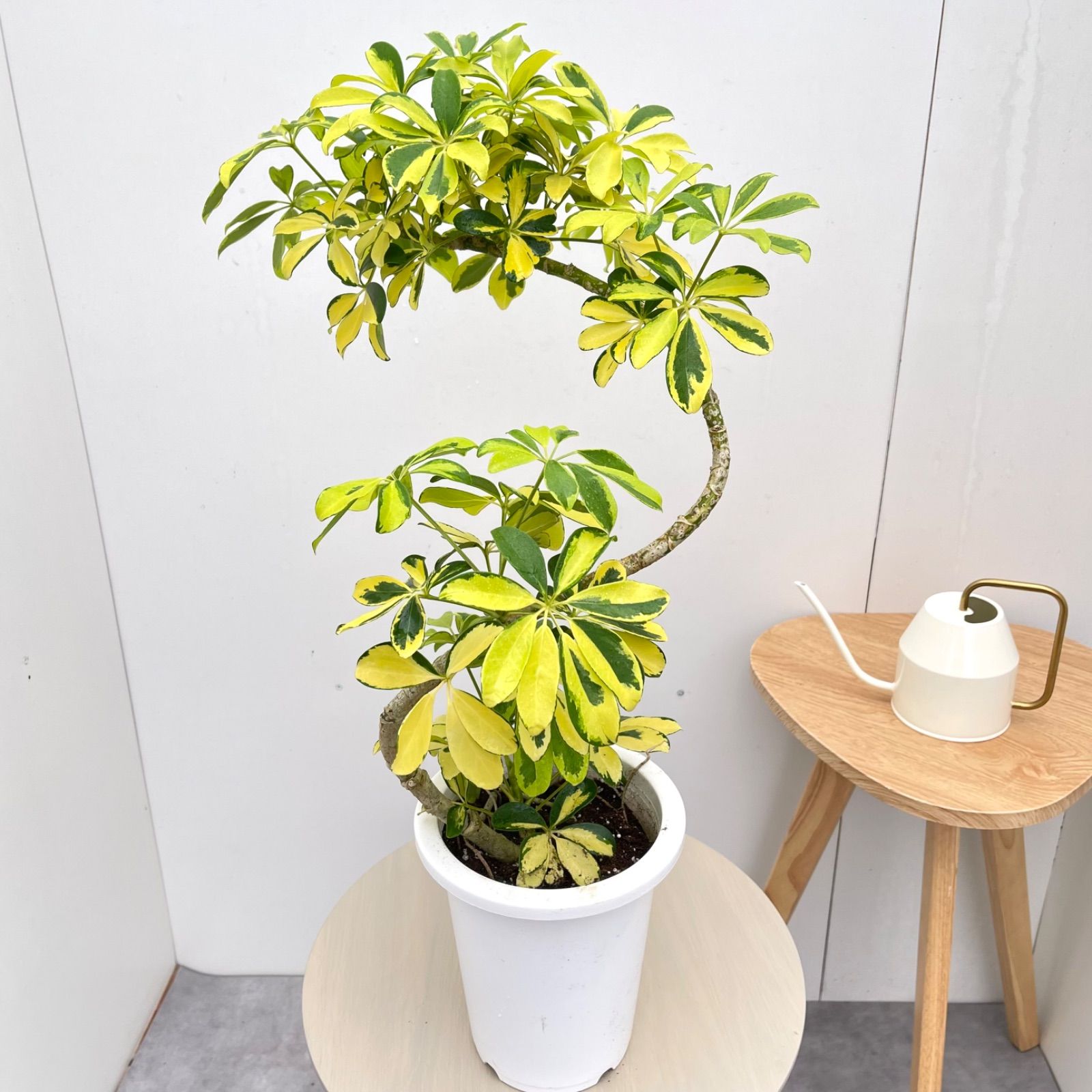 シェフレラ　ハッピーイエロー　5【現品】観葉植物　室内　6号