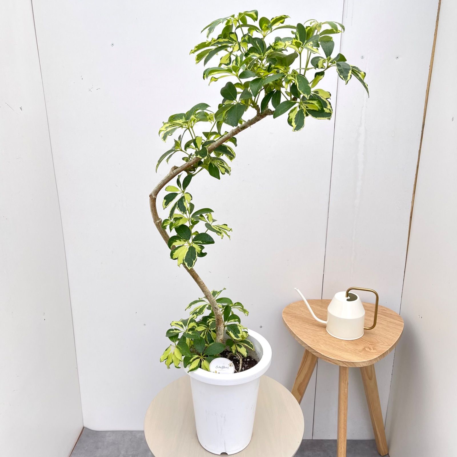 シェフレラ　ウォルシー　17【現品】観葉植物　室内　7号