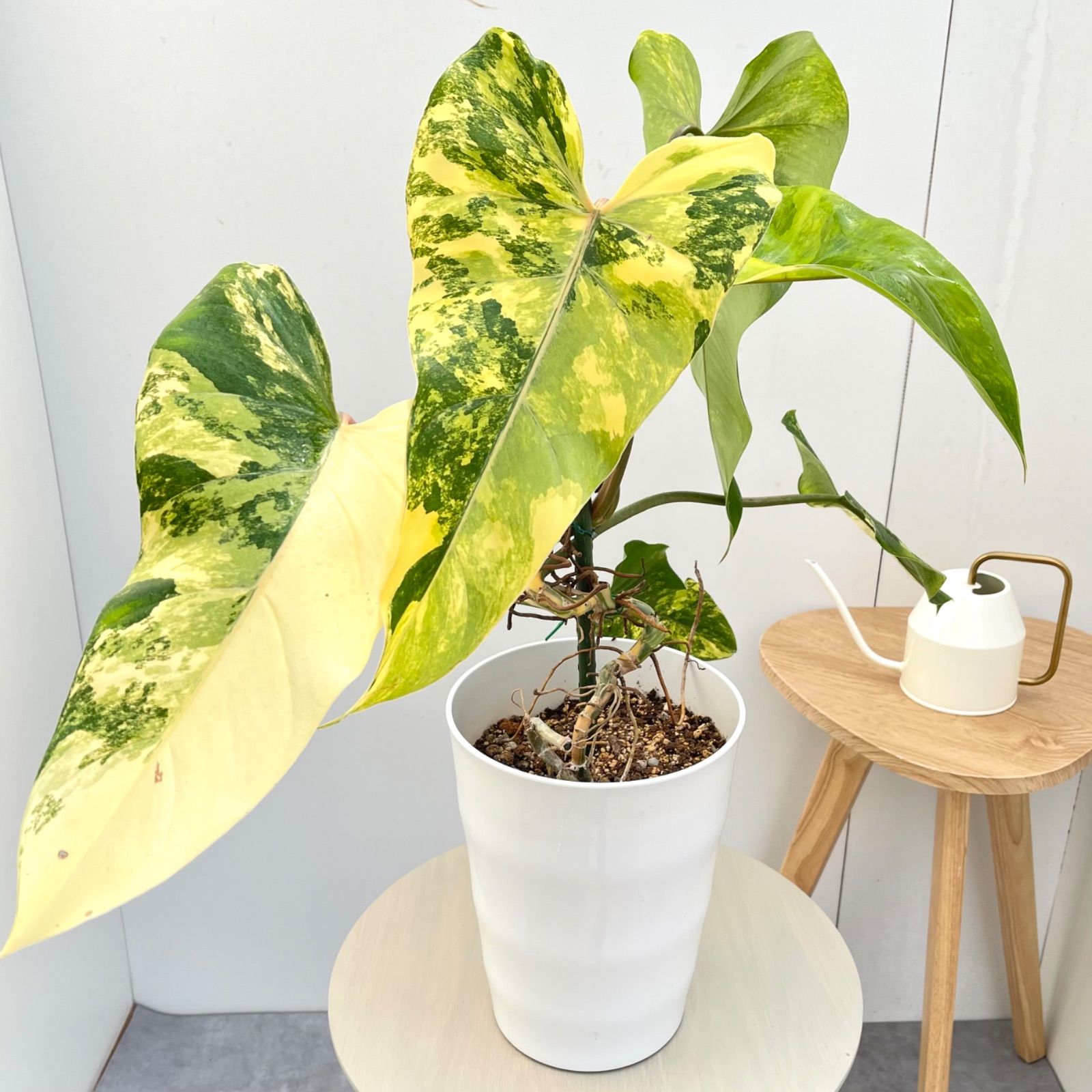 フィロデンドロン　ドメスティカナム　斑入り　10【現品】☆希少☆ 観葉植物　室内 観葉植物 フィロデンドロン ドメスティカナム 斑入り 10【現品】☆希少
