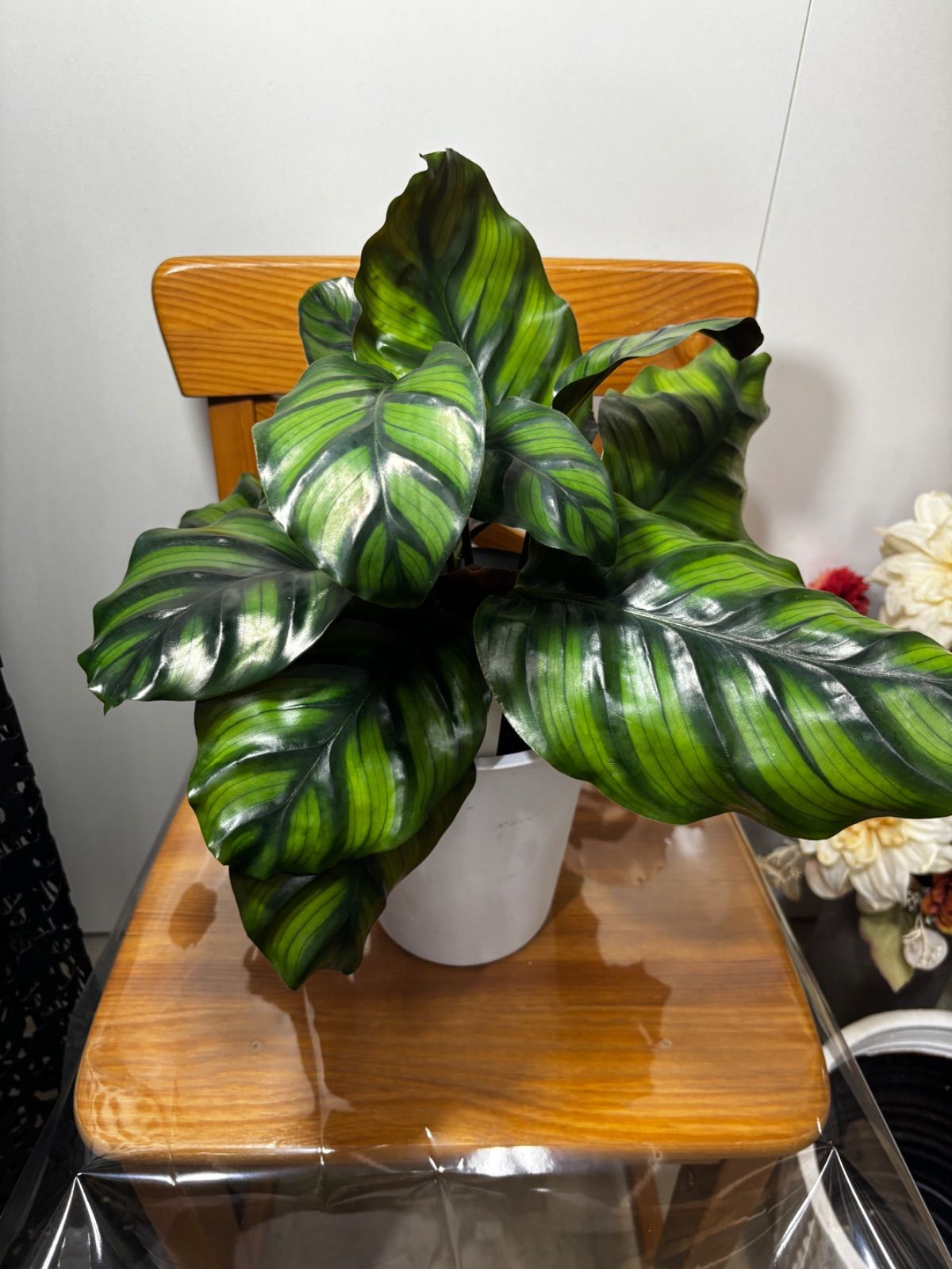 カラテア・ファシャータ　6号　葉模様　美しい　観葉植物　インテリア　グリーン　耐陰性