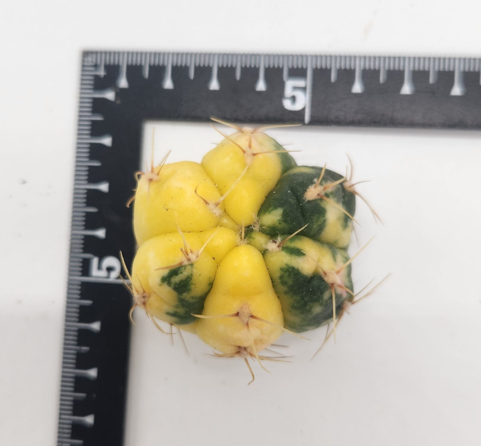 ギムノカリキウム 海王丸錦 カット苗 - メルカリ