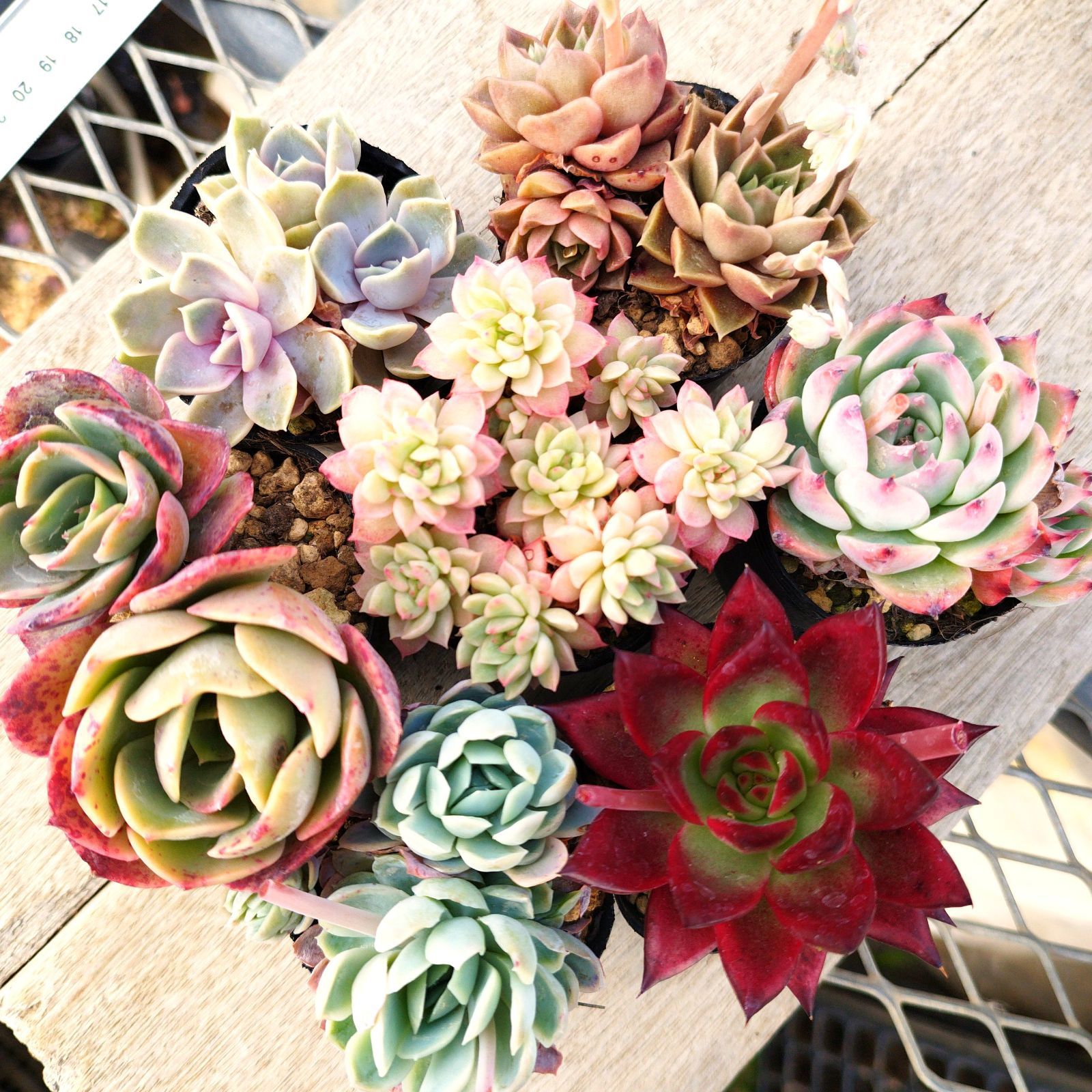 多肉植物 エケベリア 7種セット eg3 抜き苗 - メルカリ
