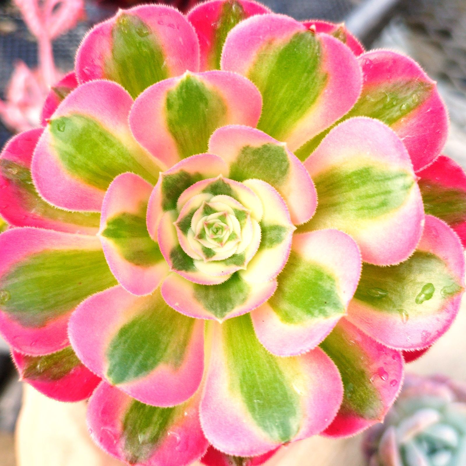 37#多肉植物アエオニウム錦❤️ピンクウィッチセッカ❤️14cm 拔き苗 taniku-verve_11192