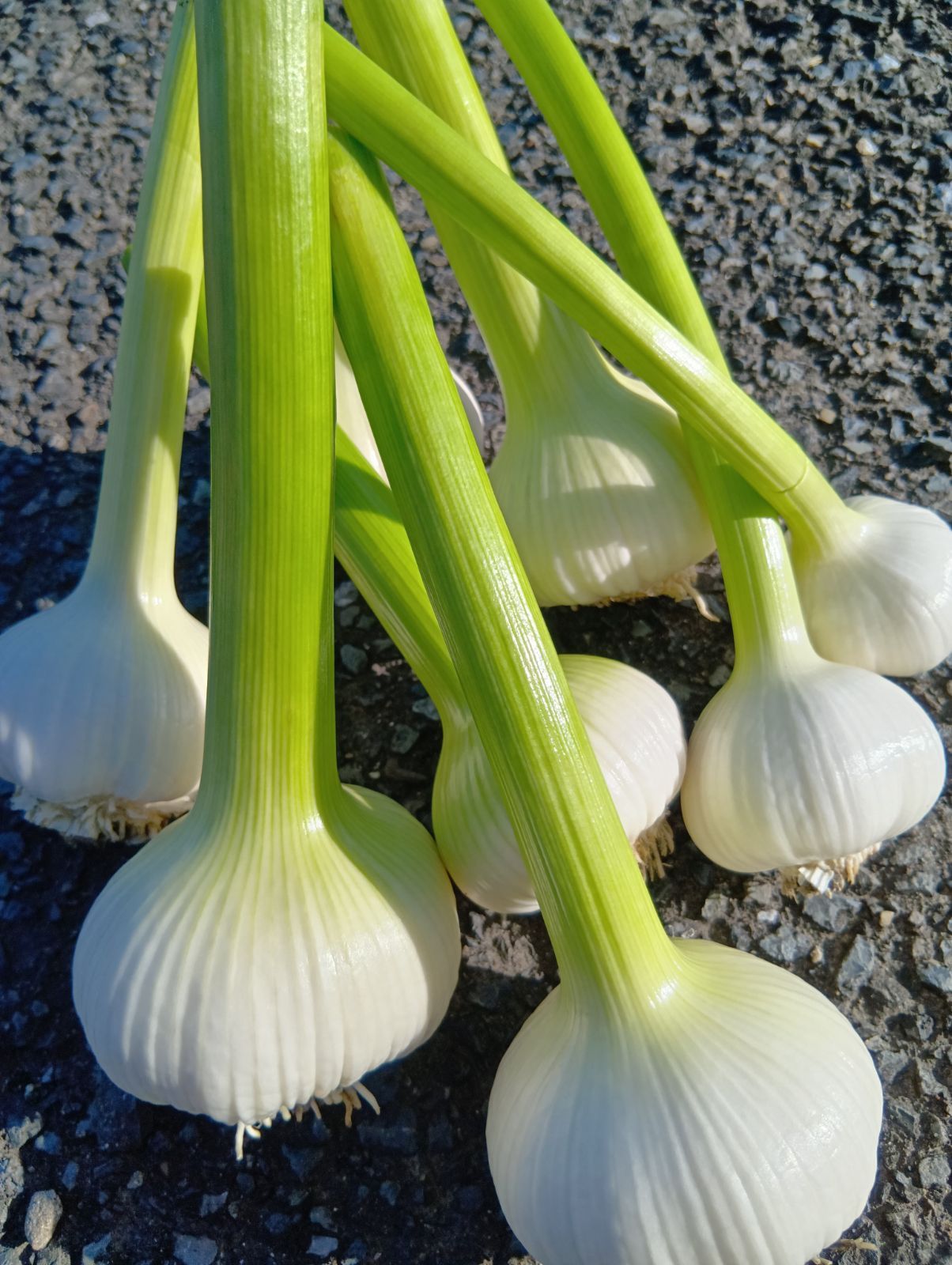 岐阜県産農薬不使用生にんにく約５キロ