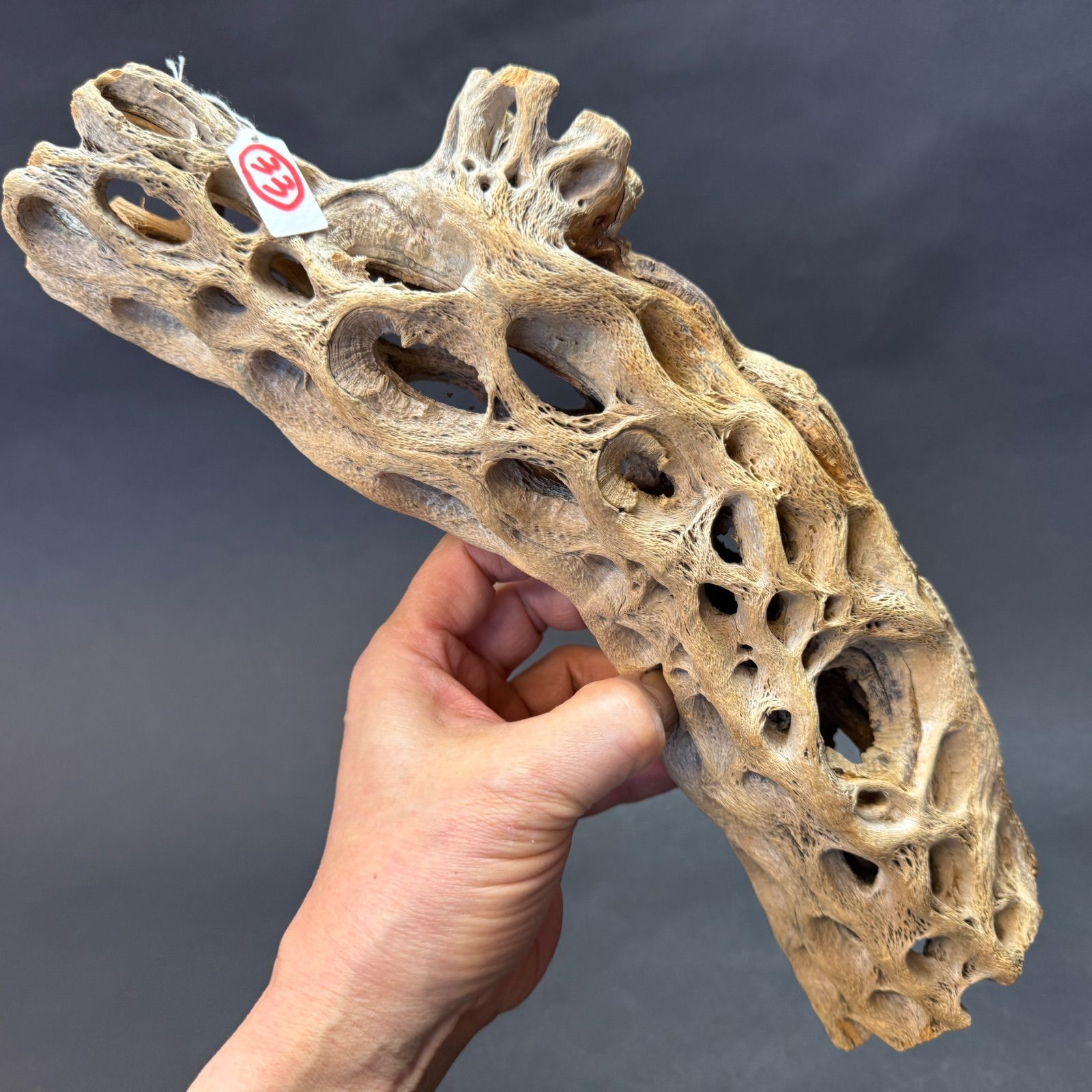 現品販売No.33＊極太厚カクタススケルトン＊最大H高:32.5cm/最大W幅:8cm /直径φ:8cm規格＊1本 (サボテンの骨/スケルトンウッド)＊エアプランツ付属なし＊Tillandsia＊アナナス＊ブロメリア＊サボテンの骨止まり木＠フラワーショップ江口