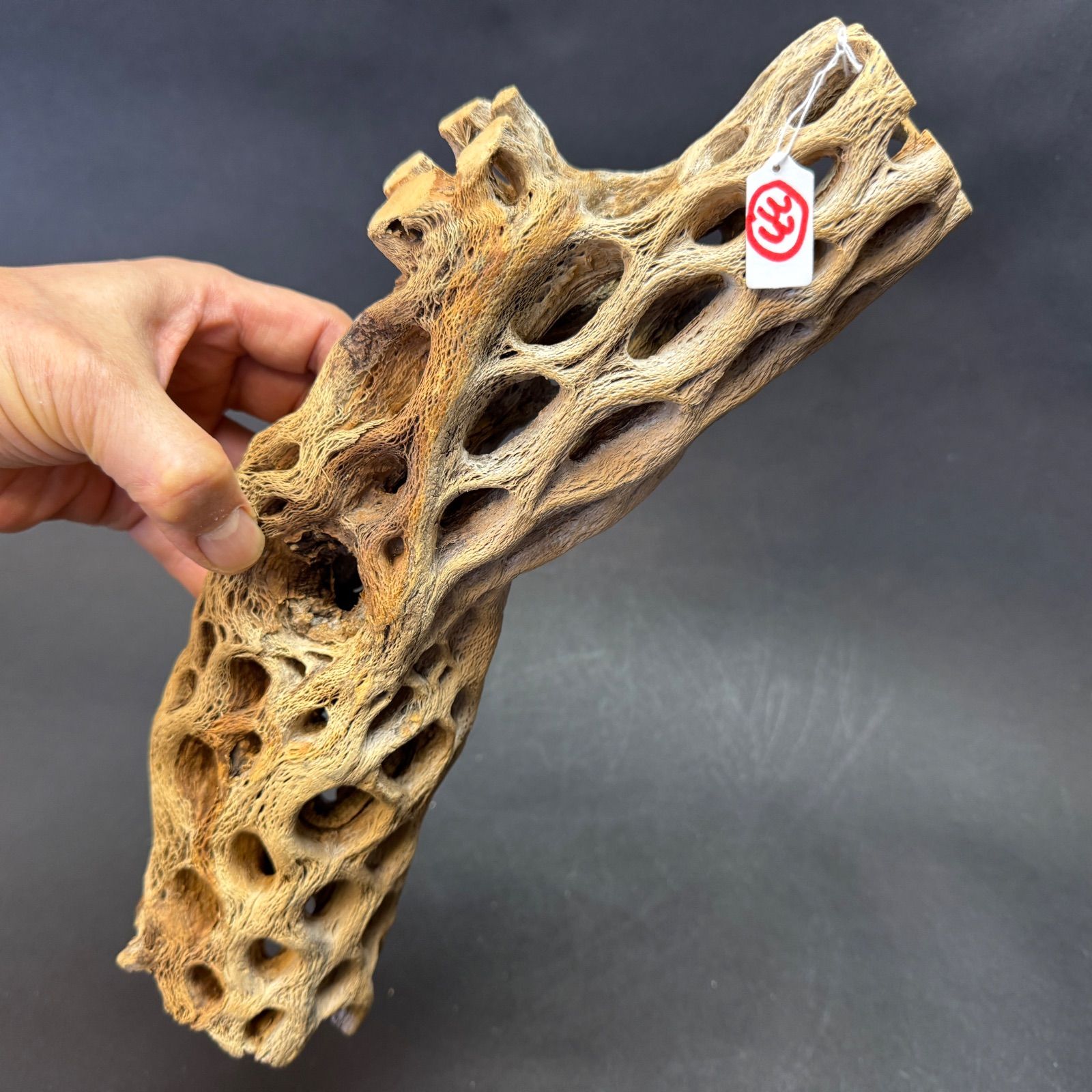 現品販売No.33*極太厚カクタススケルトン*最大H高:32.5cm/最大W幅:8cm /直径φ:8cm規格*1本 (サボテンの骨/スケルトンウッド)*エアプランツ付属なし*Tillandsia*アナナス*ブロメリア*サボテンの骨止まり木@フラワーショップ江口 現品販売No.33*極太厚カクタススケルトン*最大H高:32.5cm/最大W幅:8cm /直径φ:8cm規格*1本 (サボテンの骨/スケルトンウッド)*エアプランツ付属なし*Tillandsia*アナナス*ブロメリア*サボテンの骨止まり木@フラワーショップ江口