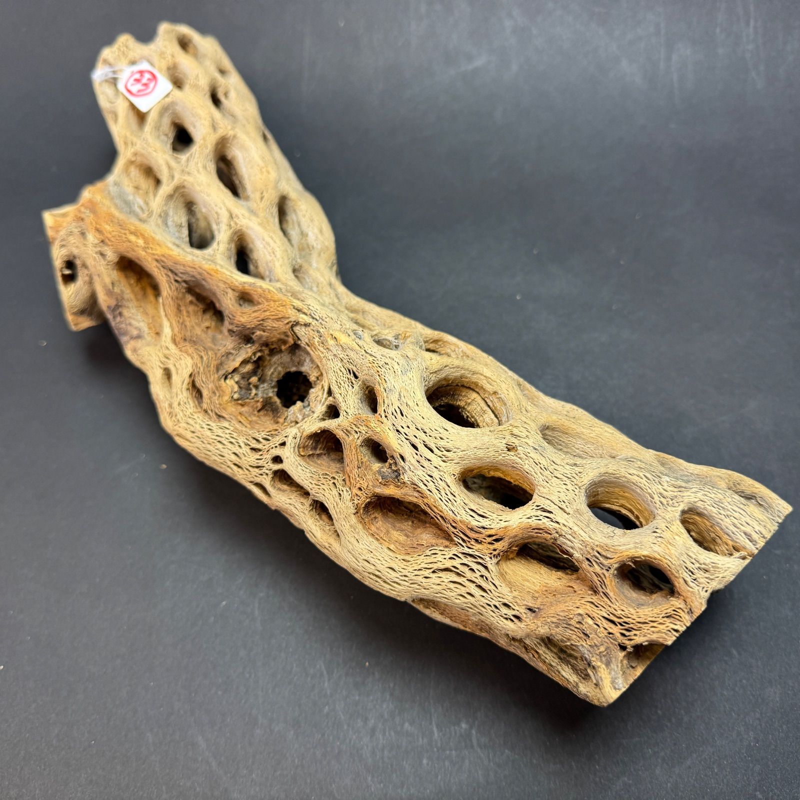 現品販売No.33*極太厚カクタススケルトン*最大H高:32.5cm/最大W幅:8cm /直径φ:8cm規格*1本 (サボテンの骨/スケルトンウッド)*エアプランツ付属なし*Tillandsia*アナナス*ブロメリア*サボテンの骨止まり木@フラワーショップ江口 現品販売No.33*極太厚カクタススケルトン*最大H高:32.5cm/最大W幅:8cm /直径φ:8cm規格*1本 (サボテンの骨/スケルトンウッド)*エアプランツ付属なし*Tillandsia*アナナス*ブロメリア*サボテンの骨止まり木@フラワーショップ江口