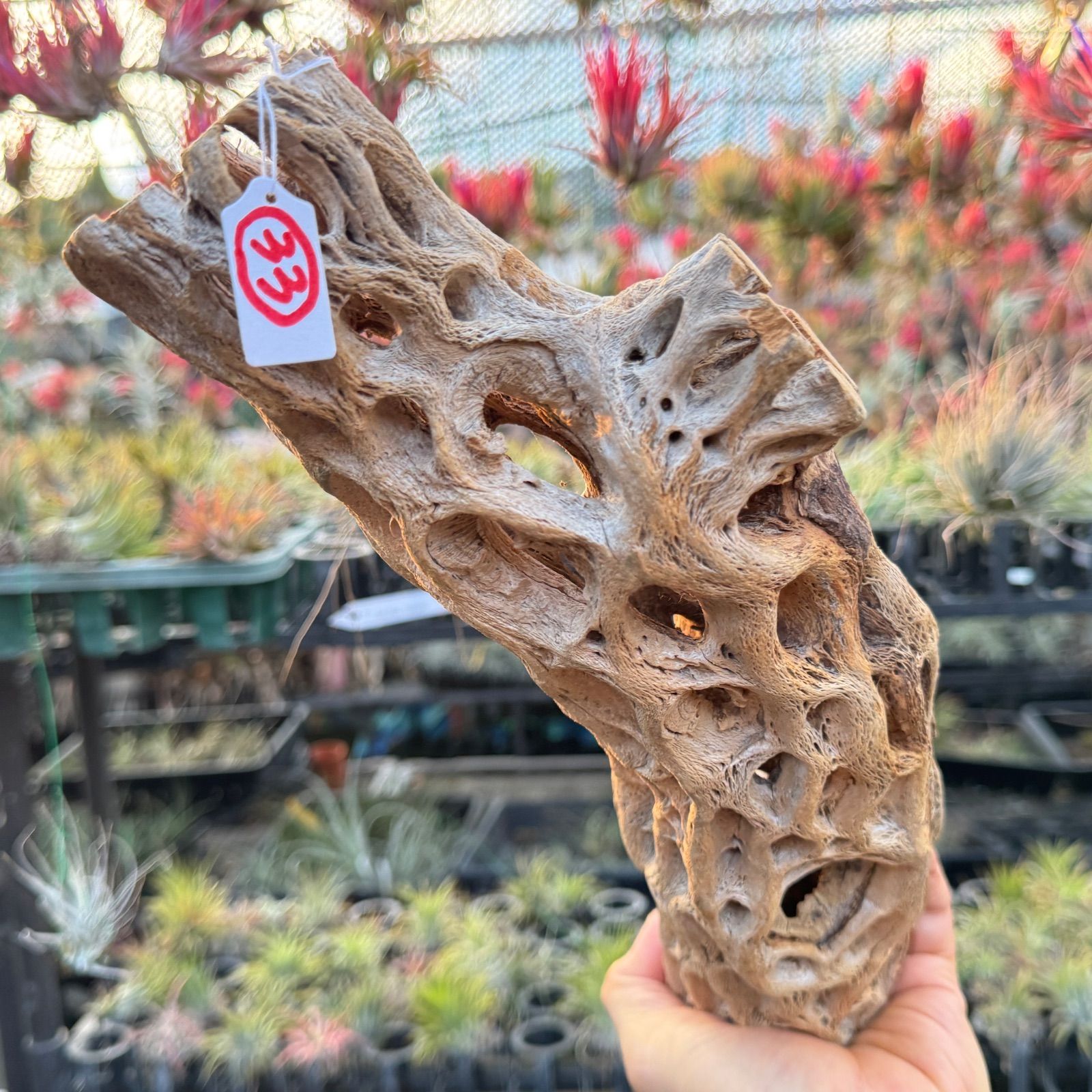現品販売No.33*極太厚カクタススケルトン*最大H高:32.5cm/最大W幅:8cm /直径φ:8cm規格*1本 (サボテンの骨/スケルトンウッド)*エアプランツ付属なし*Tillandsia*アナナス*ブロメリア*サボテンの骨止まり木@フラワーショップ江口 現品販売No.33*極太厚カクタススケルトン*最大H高:32.5cm/最大W幅:8cm /直径φ:8cm規格*1本 (サボテンの骨/スケルトンウッド)*エアプランツ付属なし*Tillandsia*アナナス*ブロメリア*サボテンの骨止まり木@フラワーショップ江口