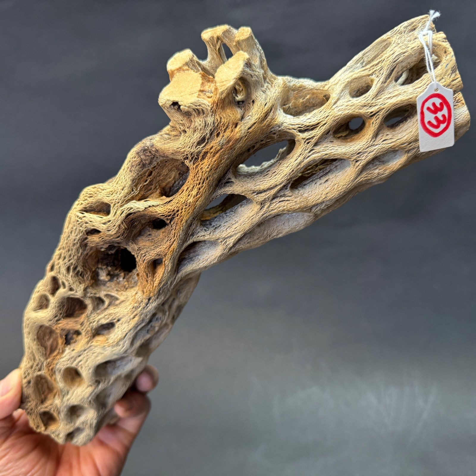 現品販売No.33*極太厚カクタススケルトン*最大H高:32.5cm/最大W幅:8cm /直径φ:8cm規格*1本 (サボテンの骨/スケルトンウッド)*エアプランツ付属なし*Tillandsia*アナナス*ブロメリア*サボテンの骨止まり木@フラワーショップ江口 現品販売No.33*極太厚カクタススケルトン*最大H高:32.5cm/最大W幅:8cm /直径φ:8cm規格*1本 (サボテンの骨/スケルトンウッド)*エアプランツ付属なし*Tillandsia*アナナス*ブロメリア*サボテンの骨止まり木@フラワーショップ江口