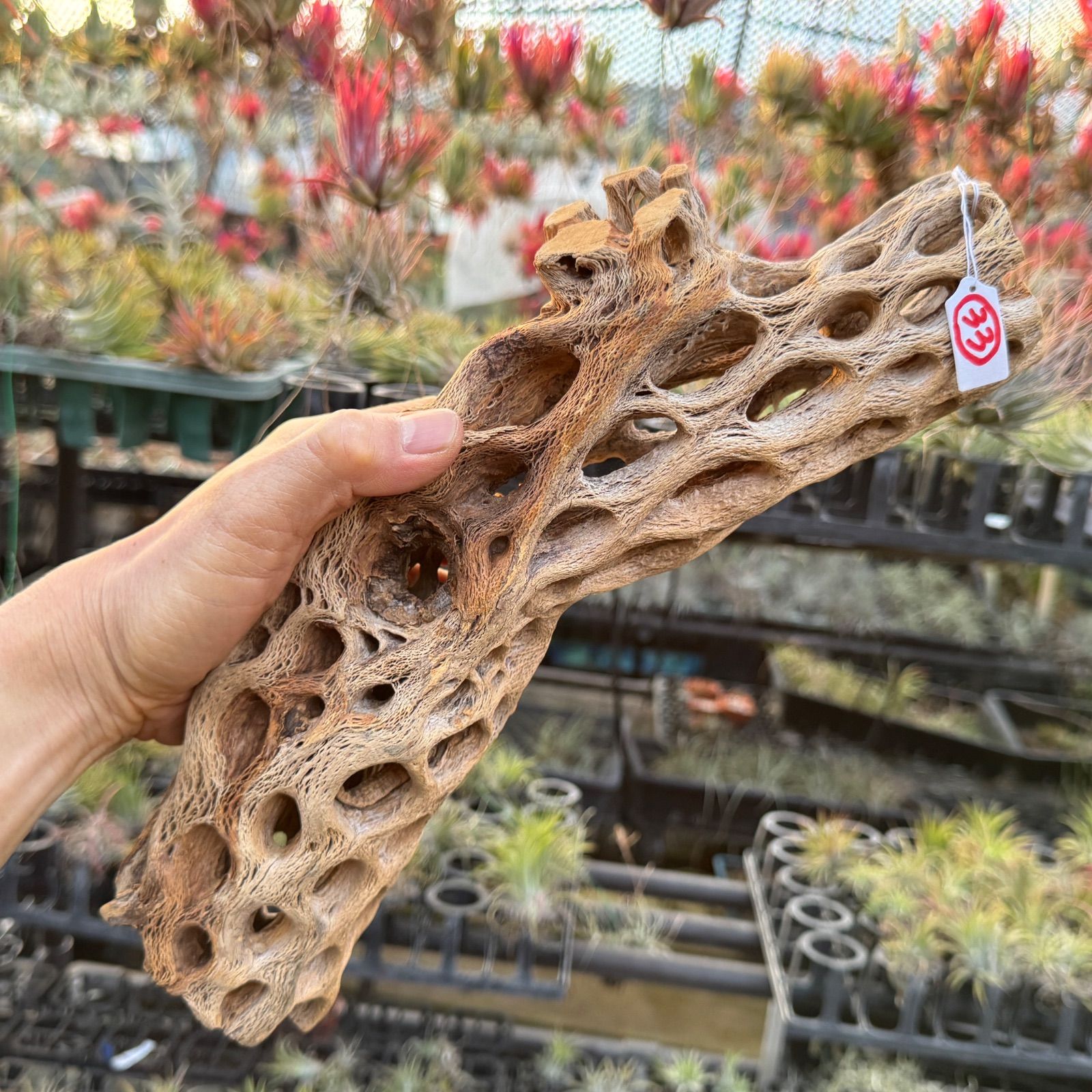 現品販売No.33*極太厚カクタススケルトン*最大H高:32.5cm/最大W幅:8cm /直径φ:8cm規格*1本 (サボテンの骨/スケルトンウッド)*エアプランツ付属なし*Tillandsia*アナナス*ブロメリア*サボテンの骨止まり木@フラワーショップ江口 現品販売No.33*極太厚カクタススケルトン*最大H高:32.5cm/最大W幅:8cm /直径φ:8cm規格*1本 (サボテンの骨/スケルトンウッド)*エアプランツ付属なし*Tillandsia*アナナス*ブロメリア*サボテンの骨止まり木@フラワーショップ江口
