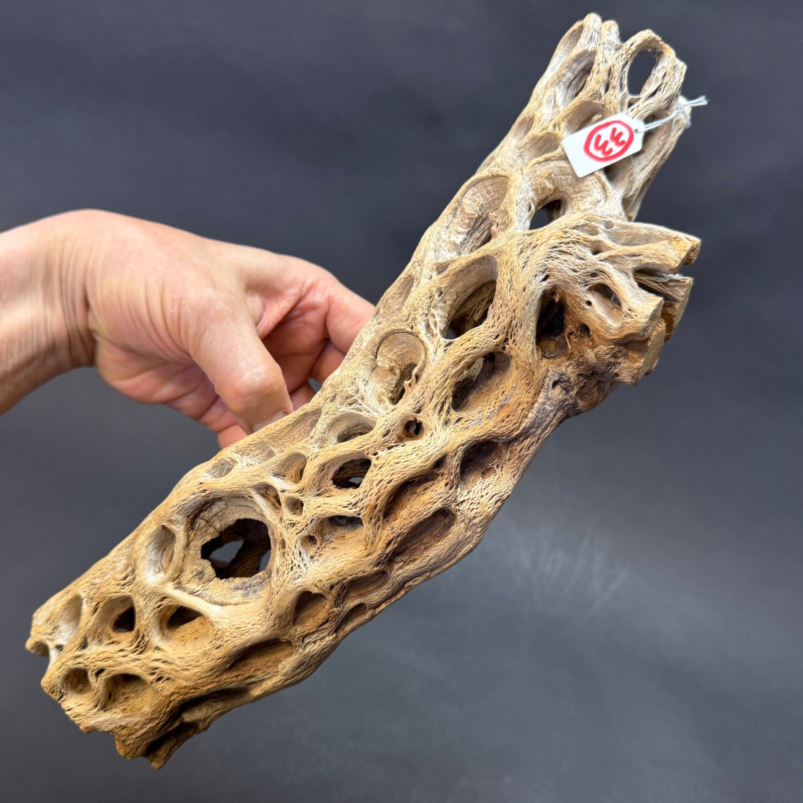現品販売No.33*極太厚カクタススケルトン*最大H高:32.5cm/最大W幅:8cm /直径φ:8cm規格*1本 (サボテンの骨/スケルトンウッド)*エアプランツ付属なし*Tillandsia*アナナス*ブロメリア*サボテンの骨止まり木@フラワーショップ江口 現品販売No.33*極太厚カクタススケルトン*最大H高:32.5cm/最大W幅:8cm /直径φ:8cm規格*1本 (サボテンの骨/スケルトンウッド)*エアプランツ付属なし*Tillandsia*アナナス*ブロメリア*サボテンの骨止まり木@フラワーショップ江口