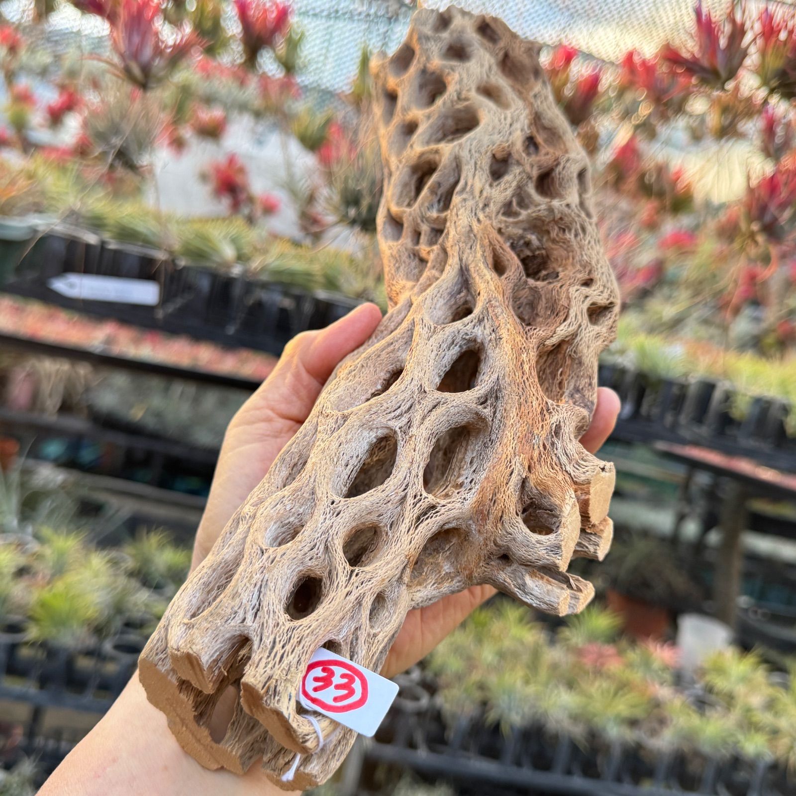 現品販売No.33*極太厚カクタススケルトン*最大H高:32.5cm/最大W幅:8cm /直径φ:8cm規格*1本 (サボテンの骨/スケルトンウッド)*エアプランツ付属なし*Tillandsia*アナナス*ブロメリア*サボテンの骨止まり木@フラワーショップ江口 現品販売No.33*極太厚カクタススケルトン*最大H高:32.5cm/最大W幅:8cm /直径φ:8cm規格*1本 (サボテンの骨/スケルトンウッド)*エアプランツ付属なし*Tillandsia*アナナス*ブロメリア*サボテンの骨止まり木@フラワーショップ江口