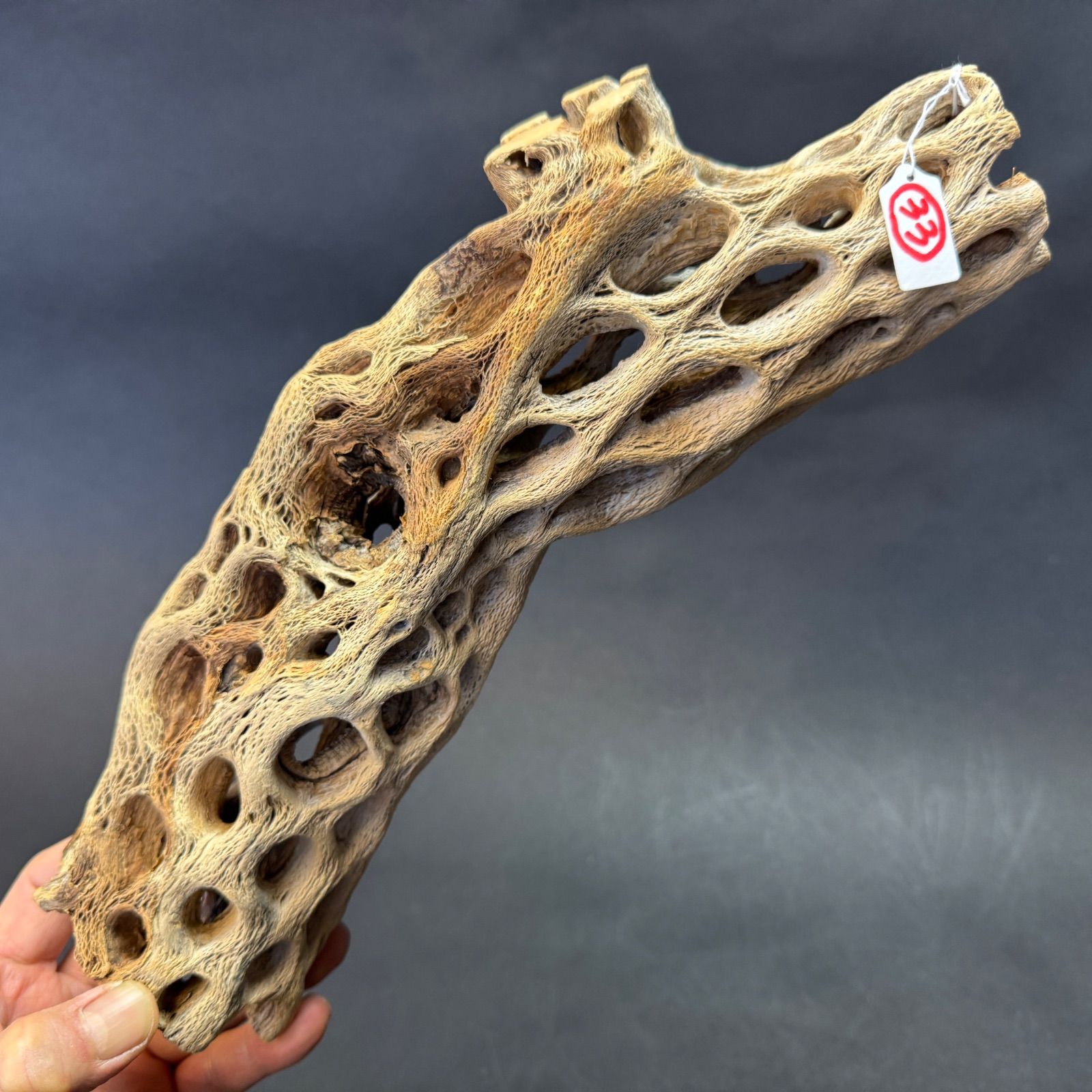 現品販売No.33*極太厚カクタススケルトン*最大H高:32.5cm/最大W幅:8cm /直径φ:8cm規格*1本 (サボテンの骨/スケルトンウッド)*エアプランツ付属なし*Tillandsia*アナナス*ブロメリア*サボテンの骨止まり木@フラワーショップ江口 現品販売No.33*極太厚カクタススケルトン*最大H高:32.5cm/最大W幅:8cm /直径φ:8cm規格*1本 (サボテンの骨/スケルトンウッド)*エアプランツ付属なし*Tillandsia*アナナス*ブロメリア*サボテンの骨止まり木@フラワーショップ江口