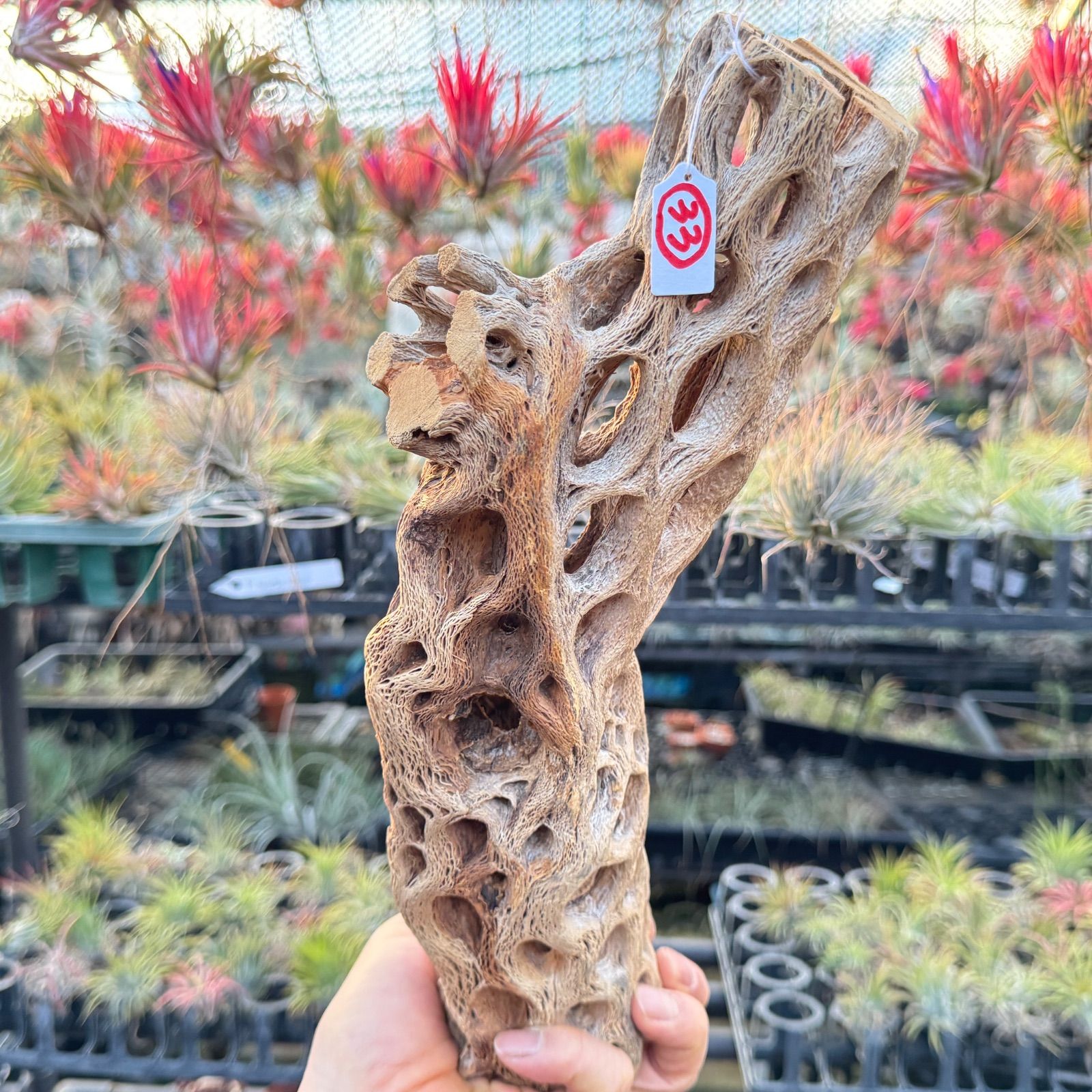 現品販売No.33*極太厚カクタススケルトン*最大H高:32.5cm/最大W幅:8cm /直径φ:8cm規格*1本 (サボテンの骨/スケルトンウッド)*エアプランツ付属なし*Tillandsia*アナナス*ブロメリア*サボテンの骨止まり木@フラワーショップ江口 現品販売No.33*極太厚カクタススケルトン*最大H高:32.5cm/最大W幅:8cm /直径φ:8cm規格*1本 (サボテンの骨/スケルトンウッド)*エアプランツ付属なし*Tillandsia*アナナス*ブロメリア*サボテンの骨止まり木@フラワーショップ江口