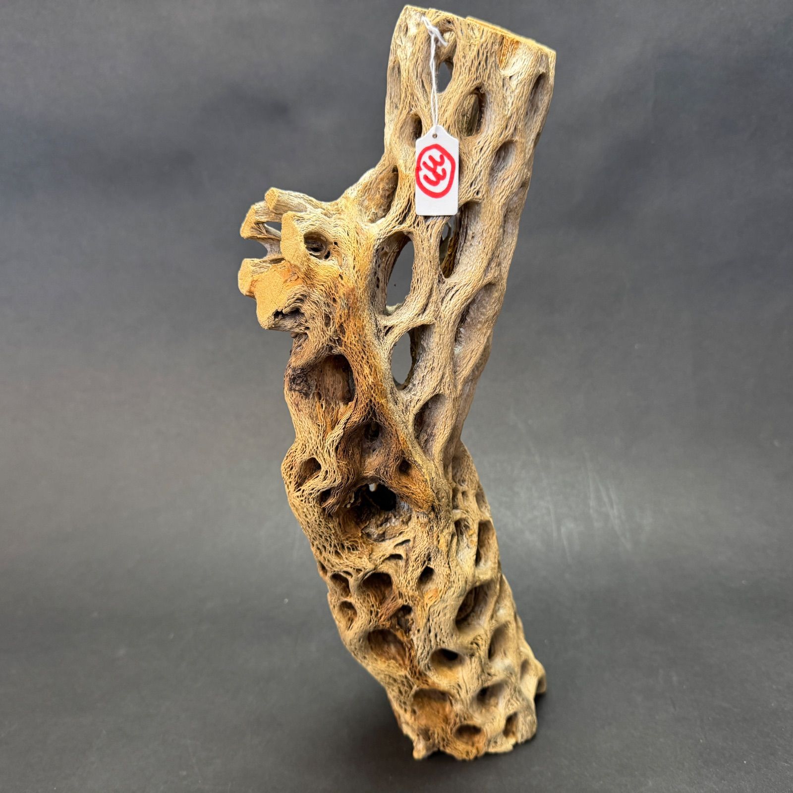 現品販売No.33*極太厚カクタススケルトン*最大H高:32.5cm/最大W幅:8cm /直径φ:8cm規格*1本 (サボテンの骨/スケルトンウッド)*エアプランツ付属なし*Tillandsia*アナナス*ブロメリア*サボテンの骨止まり木@フラワーショップ江口 現品販売No.33*極太厚カクタススケルトン*最大H高:32.5cm/最大W幅:8cm /直径φ:8cm規格*1本 (サボテンの骨/スケルトンウッド)*エアプランツ付属なし*Tillandsia*アナナス*ブロメリア*サボテンの骨止まり木@フラワーショップ江口