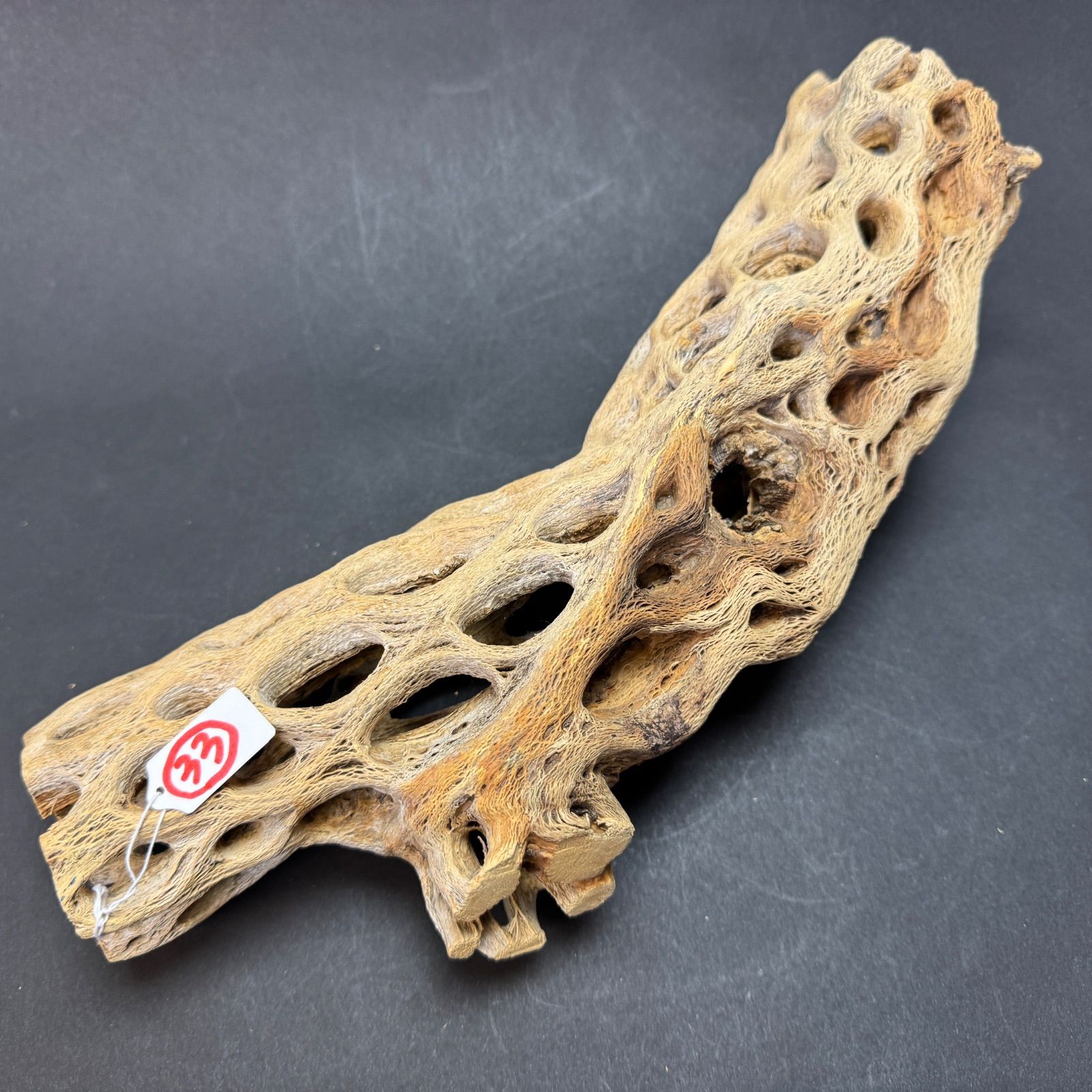現品販売No.33*極太厚カクタススケルトン*最大H高:32.5cm/最大W幅:8cm /直径φ:8cm規格*1本 (サボテンの骨/スケルトンウッド)*エアプランツ付属なし*Tillandsia*アナナス*ブロメリア*サボテンの骨止まり木@フラワーショップ江口 現品販売No.33*極太厚カクタススケルトン*最大H高:32.5cm/最大W幅:8cm /直径φ:8cm規格*1本 (サボテンの骨/スケルトンウッド)*エアプランツ付属なし*Tillandsia*アナナス*ブロメリア*サボテンの骨止まり木@フラワーショップ江口