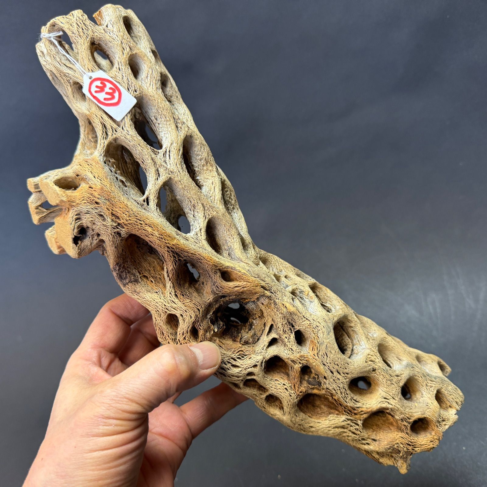 現品販売No.33*極太厚カクタススケルトン*最大H高:32.5cm/最大W幅:8cm /直径φ:8cm規格*1本 (サボテンの骨/スケルトンウッド)*エアプランツ付属なし*Tillandsia*アナナス*ブロメリア*サボテンの骨止まり木@フラワーショップ江口 現品販売No.33*極太厚カクタススケルトン*最大H高:32.5cm/最大W幅:8cm /直径φ:8cm規格*1本 (サボテンの骨/スケルトンウッド)*エアプランツ付属なし*Tillandsia*アナナス*ブロメリア*サボテンの骨止まり木@フラワーショップ江口