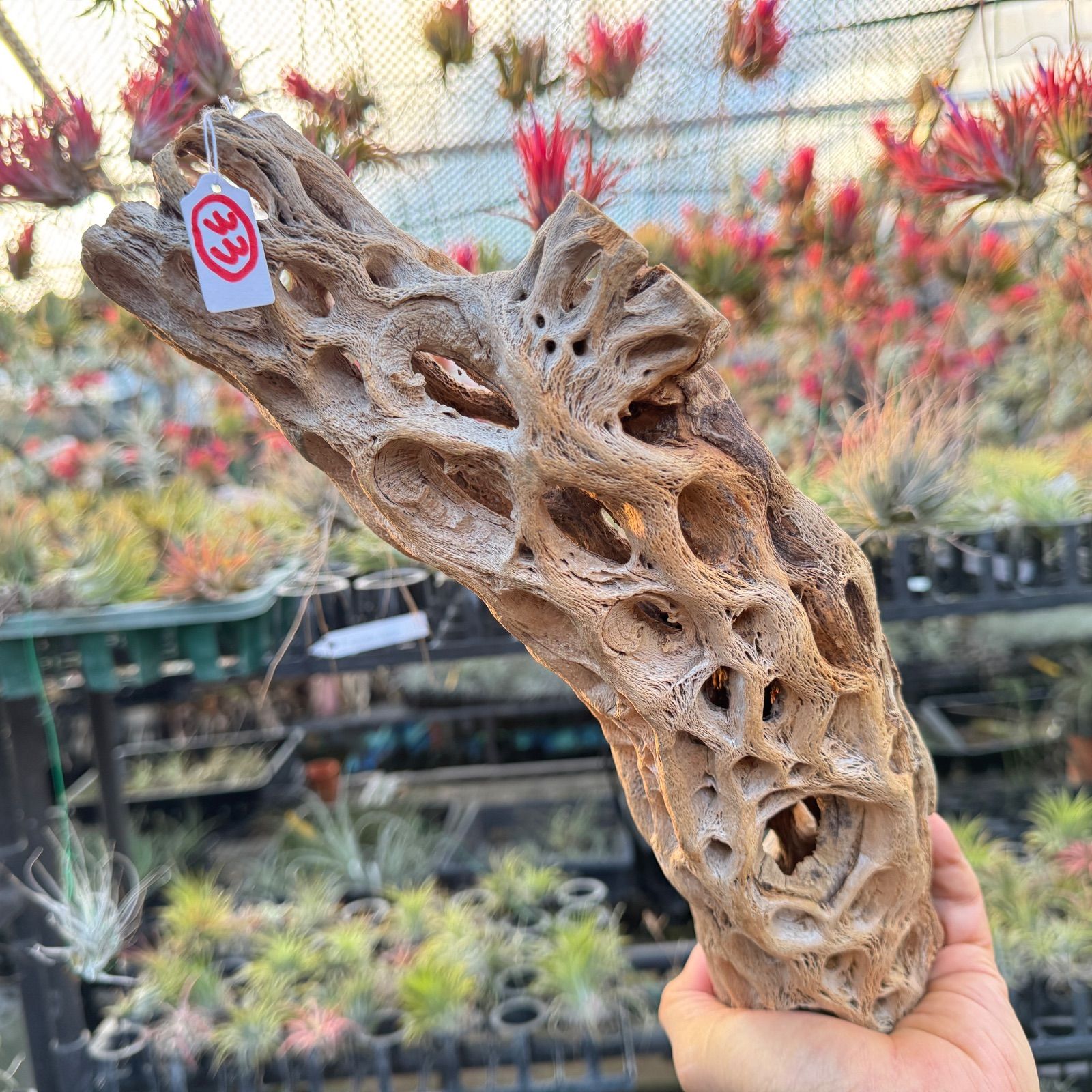 現品販売No.33*極太厚カクタススケルトン*最大H高:32.5cm/最大W幅:8cm /直径φ:8cm規格*1本 (サボテンの骨/スケルトンウッド)*エアプランツ付属なし*Tillandsia*アナナス*ブロメリア*サボテンの骨止まり木@フラワーショップ江口 現品販売No.33*極太厚カクタススケルトン*最大H高:32.5cm/最大W幅:8cm /直径φ:8cm規格*1本 (サボテンの骨/スケルトンウッド)*エアプランツ付属なし*Tillandsia*アナナス*ブロメリア*サボテンの骨止まり木@フラワーショップ江口