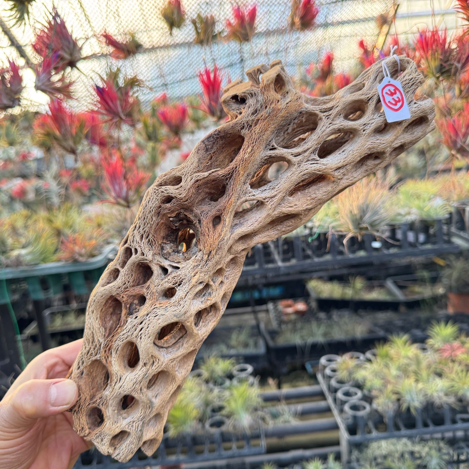 現品販売No.33*極太厚カクタススケルトン*最大H高:32.5cm/最大W幅:8cm /直径φ:8cm規格*1本 (サボテンの骨/スケルトンウッド)*エアプランツ付属なし*Tillandsia*アナナス*ブロメリア*サボテンの骨止まり木@フラワーショップ江口 現品販売No.33*極太厚カクタススケルトン*最大H高:32.5cm/最大W幅:8cm /直径φ:8cm規格*1本 (サボテンの骨/スケルトンウッド)*エアプランツ付属なし*Tillandsia*アナナス*ブロメリア*サボテンの骨止まり木@フラワーショップ江口