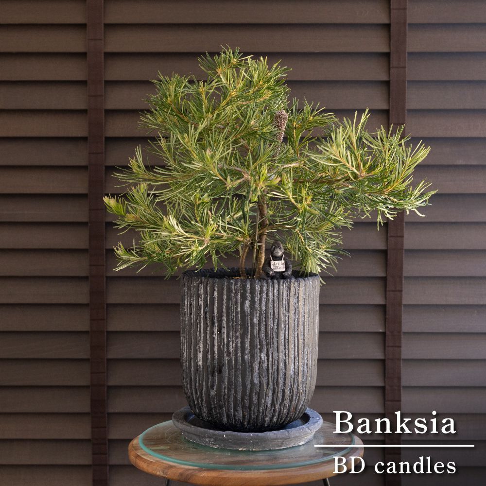 バンクシア バースデーキャンドル 6号 陶器鉢 Banksia birthday