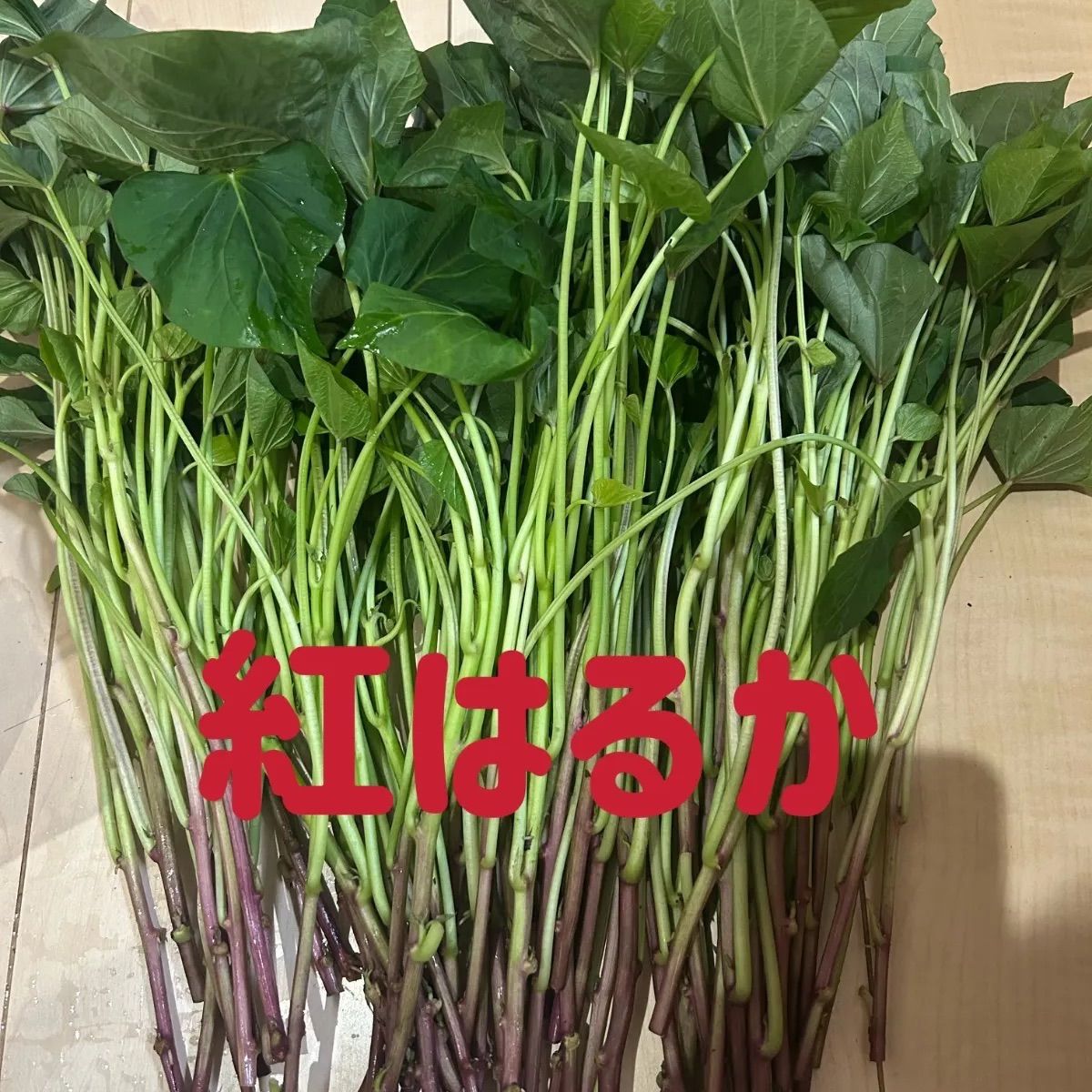野菜　さつまいも紅はるか苗100本