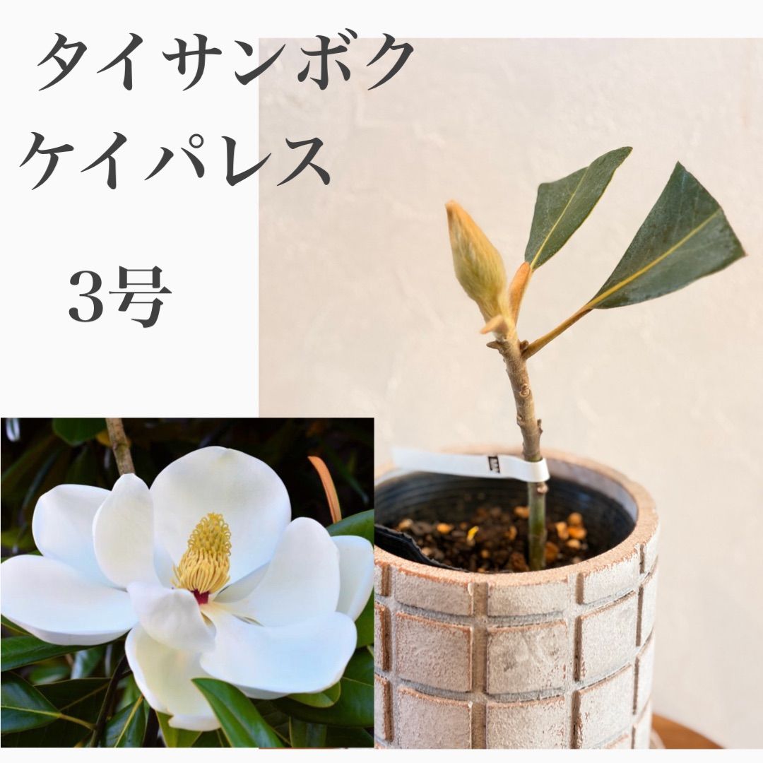 タイサンボク ケイパレス 苗・苗木① ☆数限定 ☆新芽出てます！☆数
