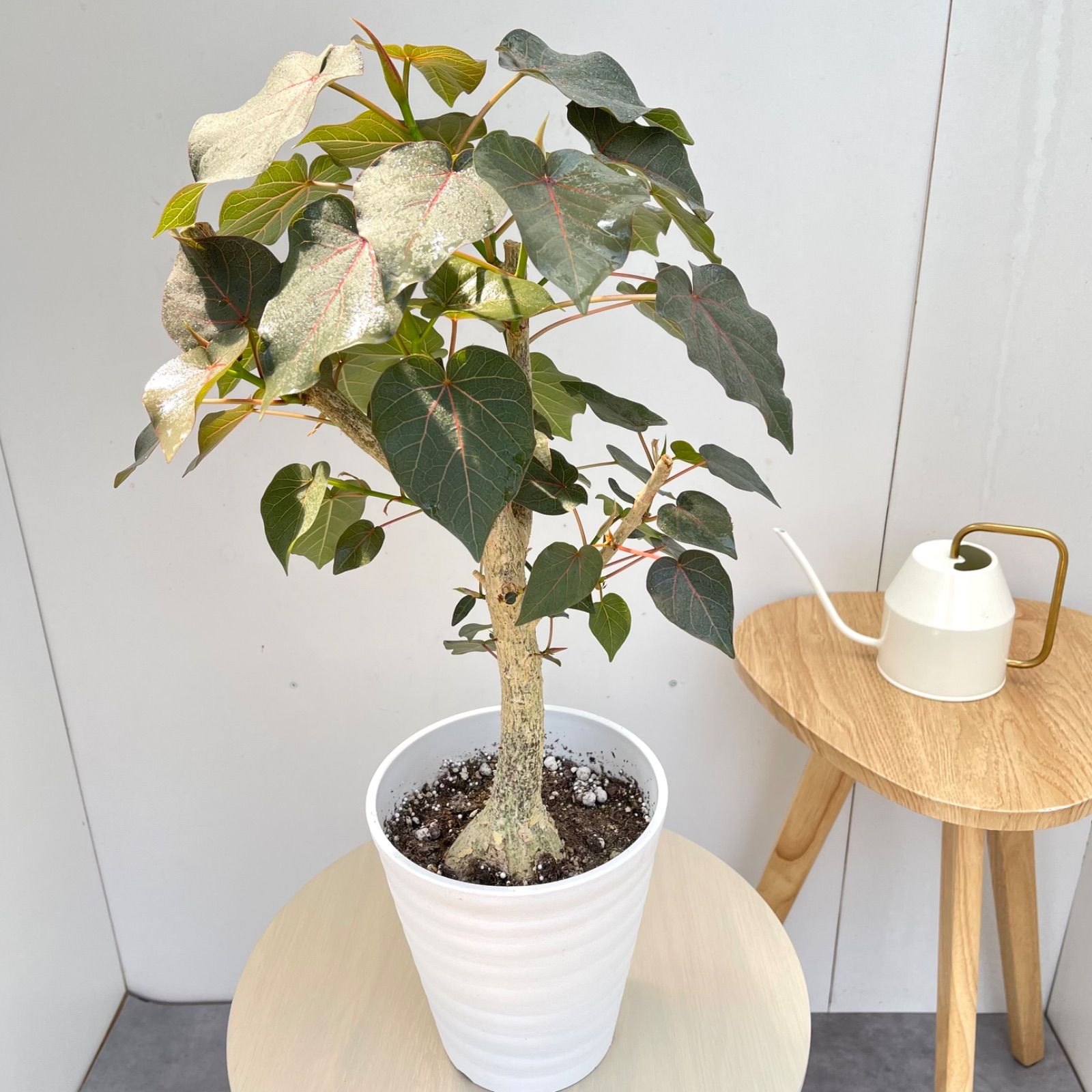 フィカス　ペティオラリス　11【現品】☆希少☆ 観葉植物　室内　7号
