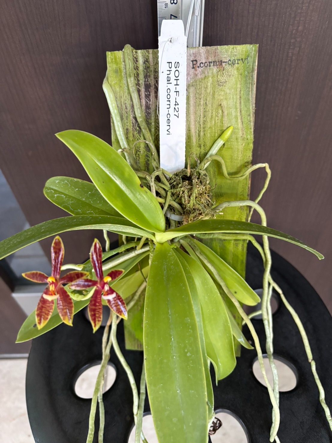 洋蘭 Phal. cornu-cervi 開花 SOH-F-427 ファレノプシス コルヌセルビ