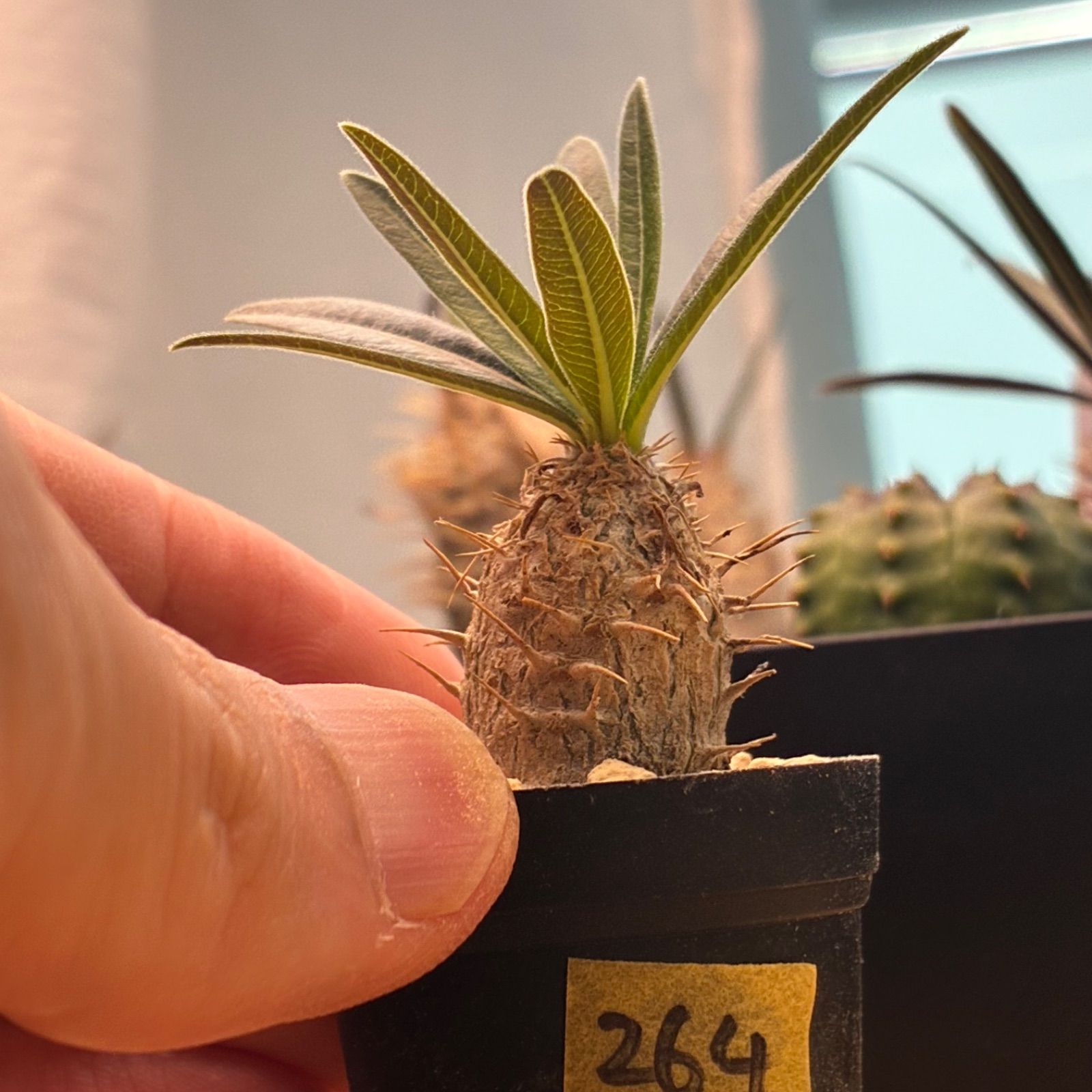 塊根植物】パキポディウム グラキリス 鉢ごと発送 送料無料 #264