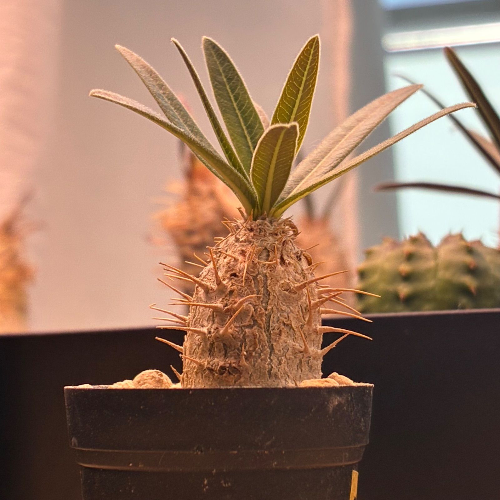 塊根植物】パキポディウム グラキリス 鉢ごと発送 送料無料 #264