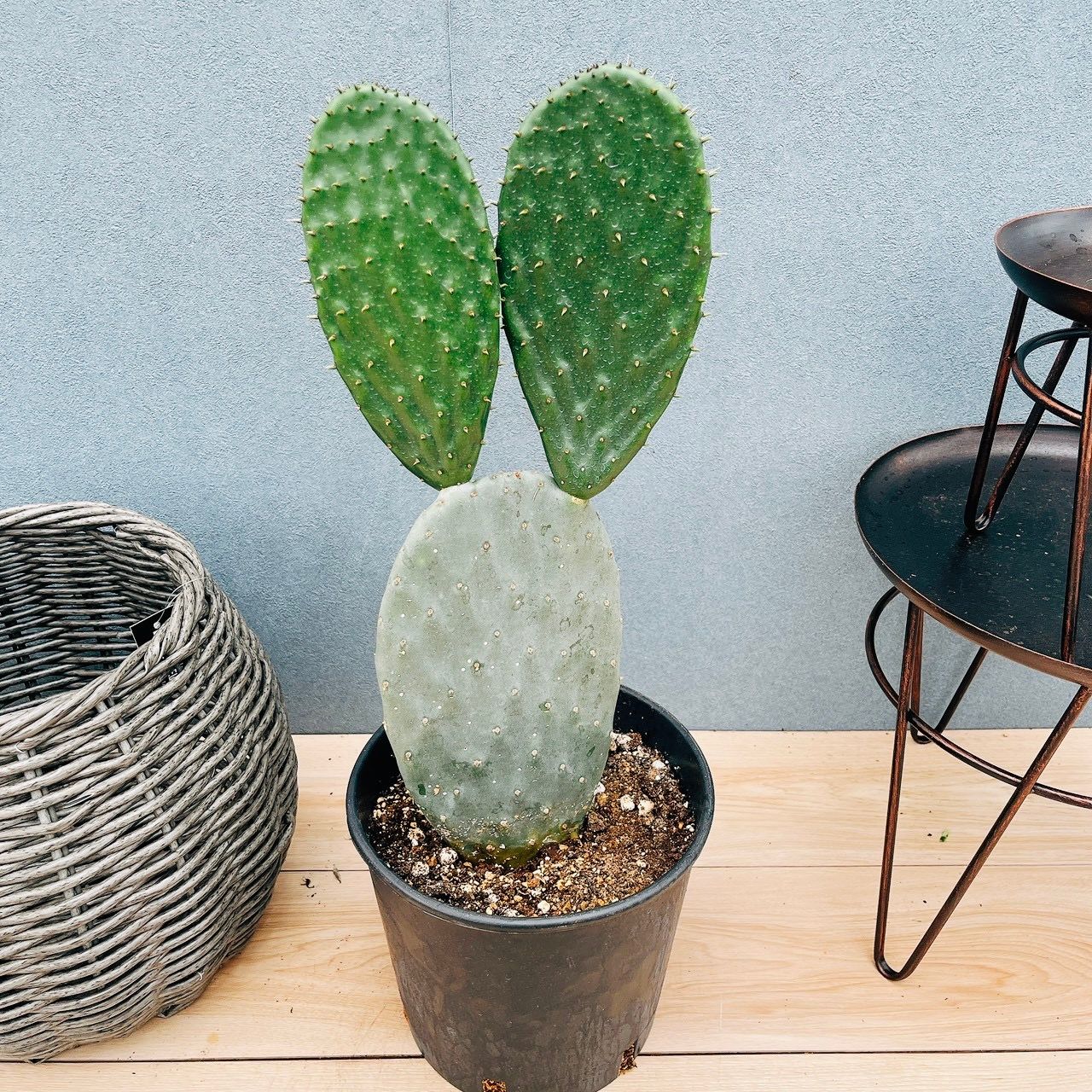 ［現品］25番　ウチワサボテン　バーバンク　棘少なめ　7号　観葉植物　室内　おしゃれ　かわいい　多肉植物