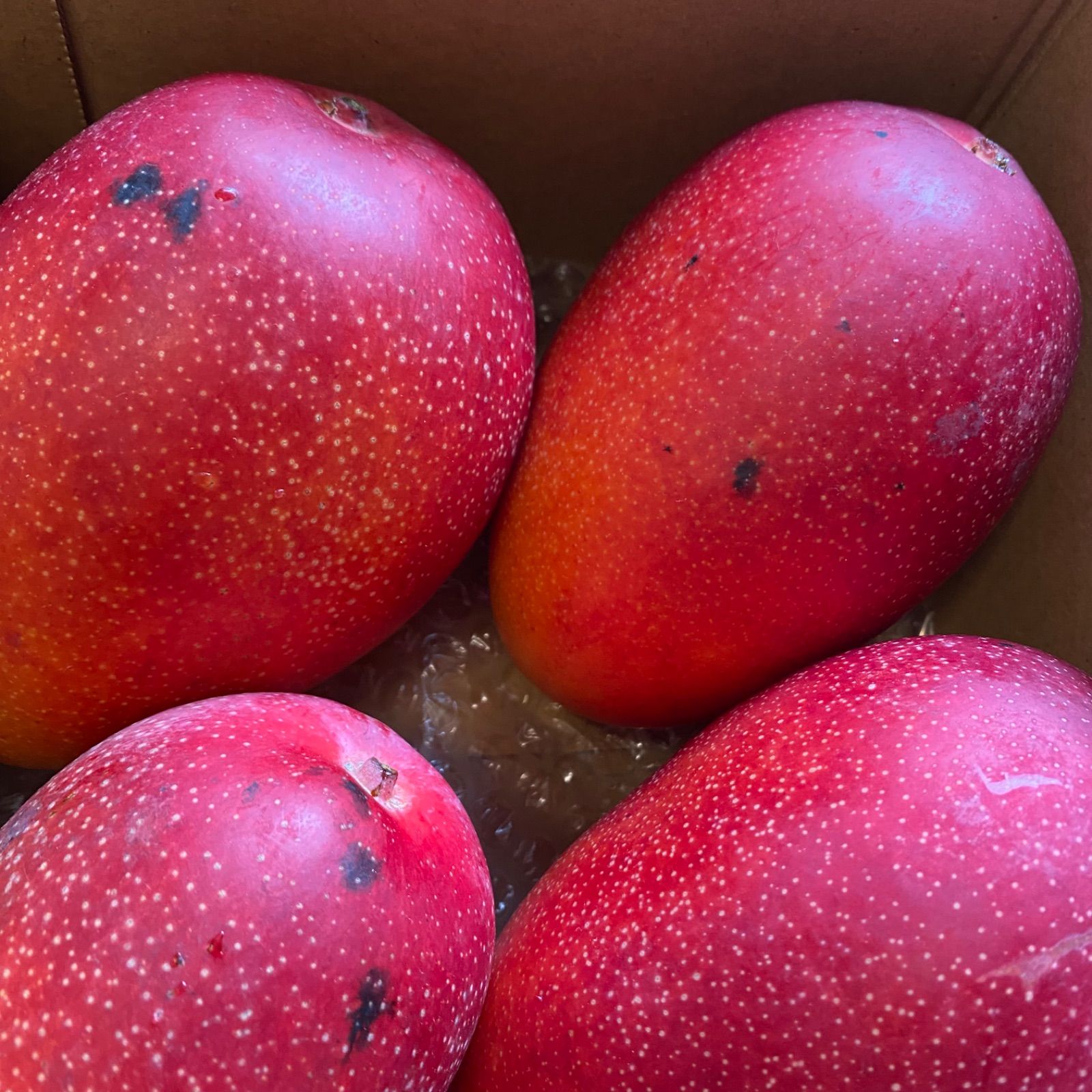 宮崎産 訳ありマンゴー 6玉(2.5kg) 採れたて新鮮- メルカリ