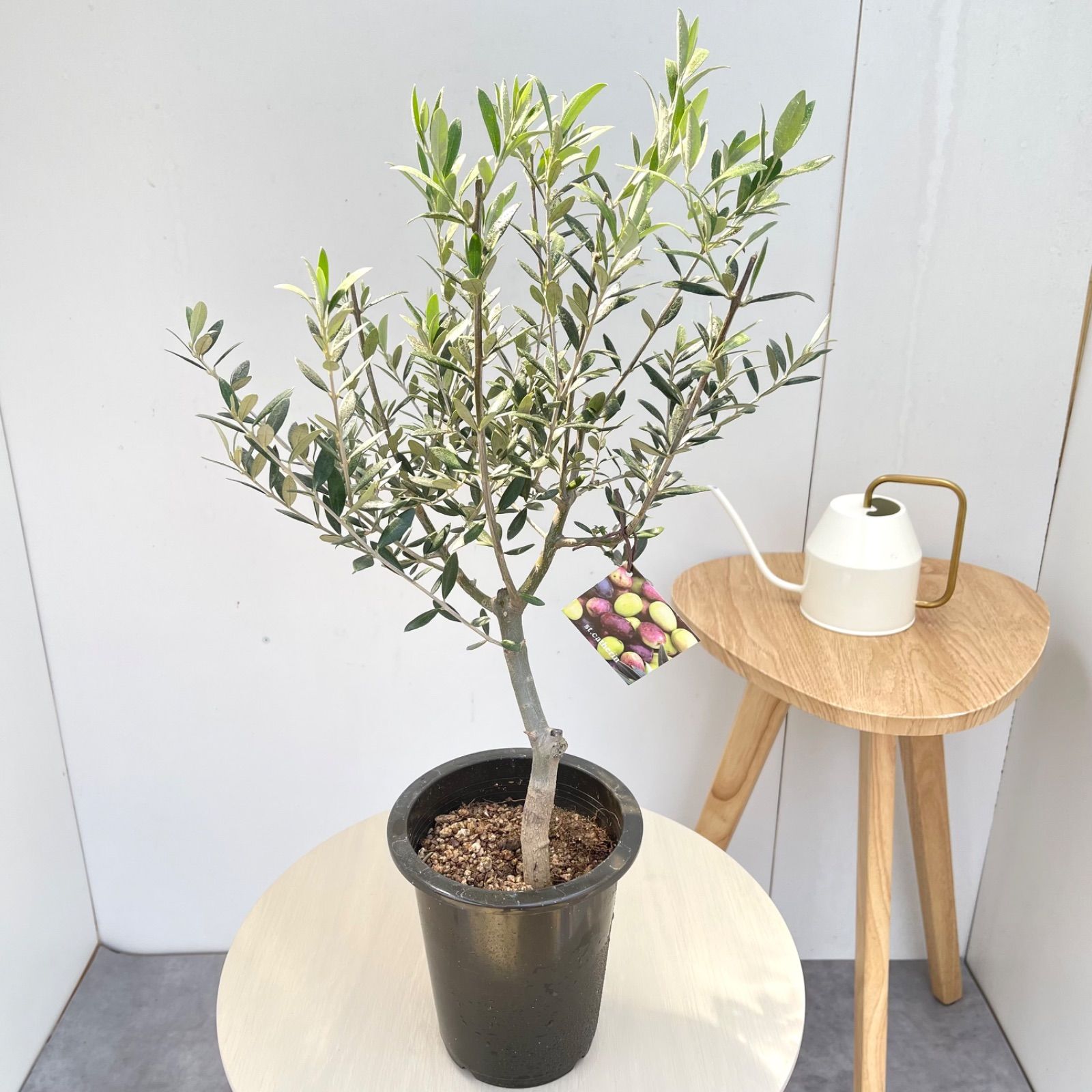 オリーブ　セントキャサリン　1【現品】観葉植物　創樹　SOUJU 5号
