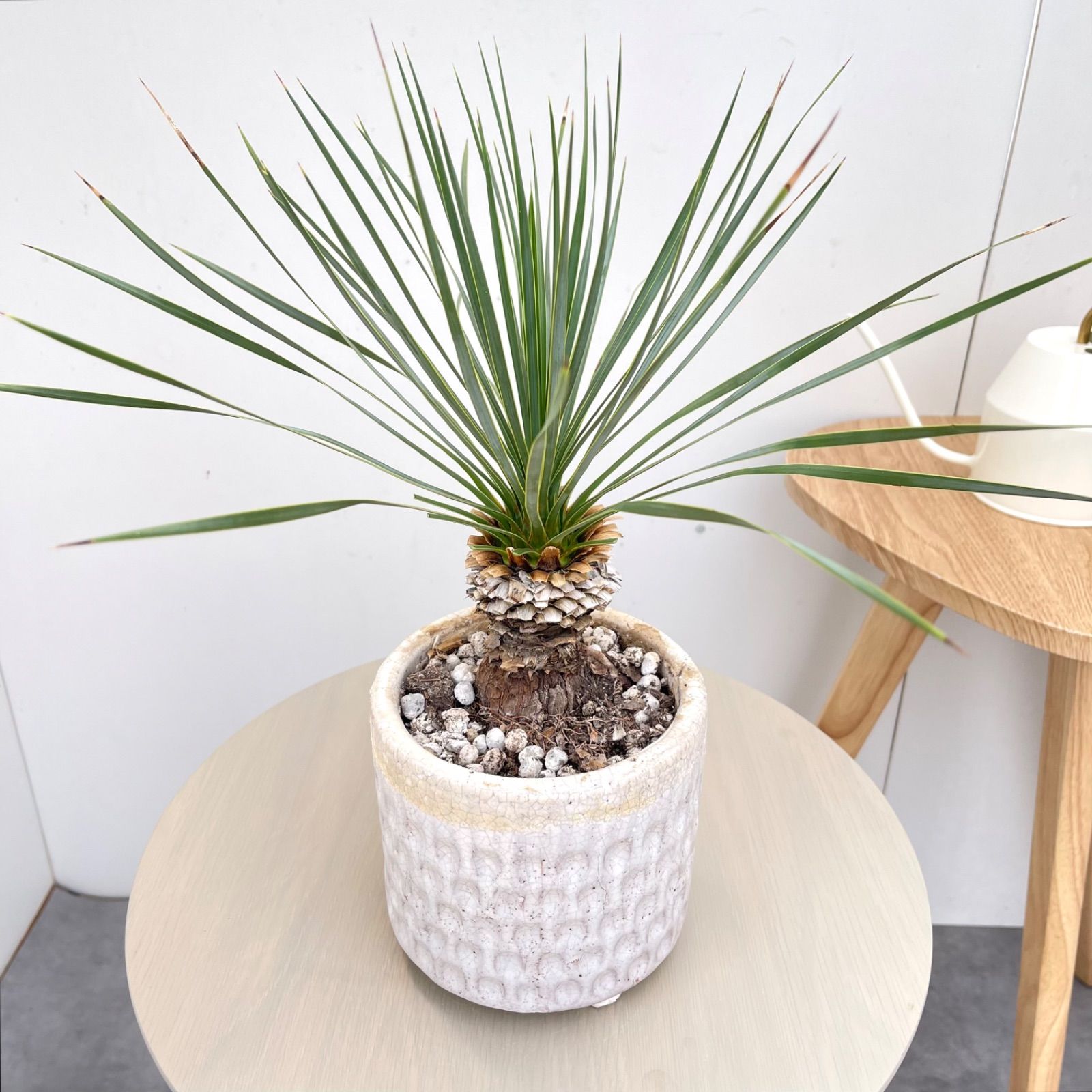 ユッカ　ロストラータ　陶器鉢　9【現品】 ☆希少☆ 観葉植物　5号