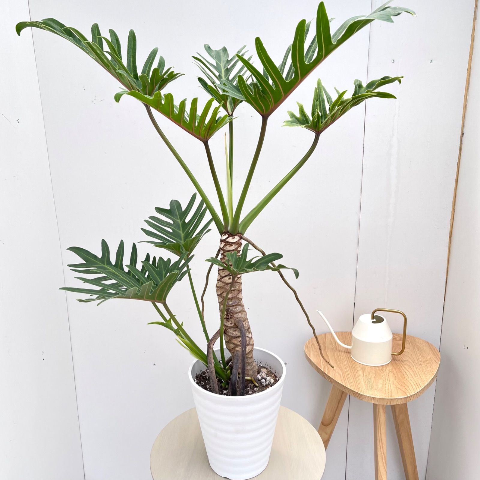 フィロデンドロン ジャイアントザナドゥ 幹上がり 2【現品】観葉植物 