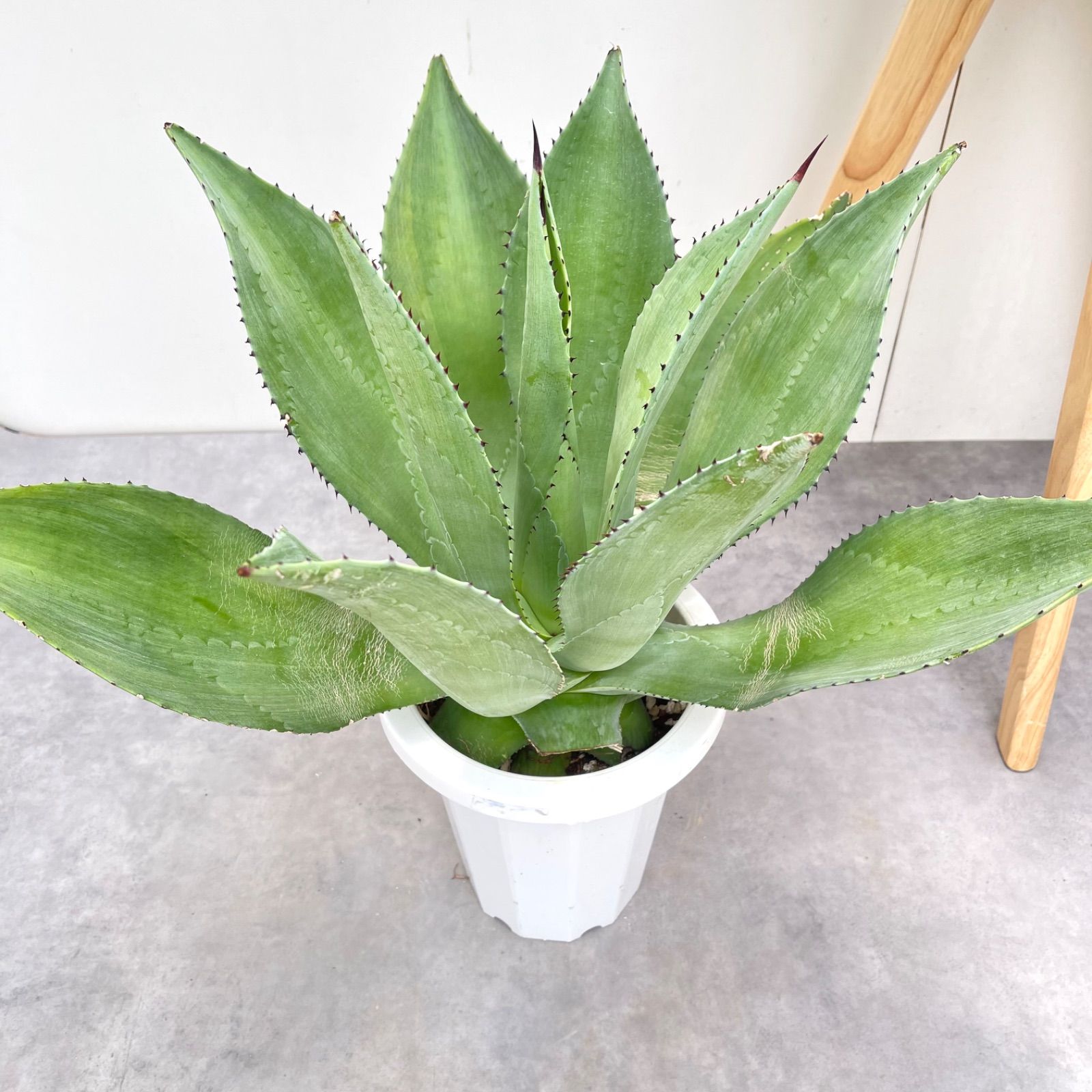 アガベ　セルシー【現品】観葉植物　ドライガーデン　屋外　7号