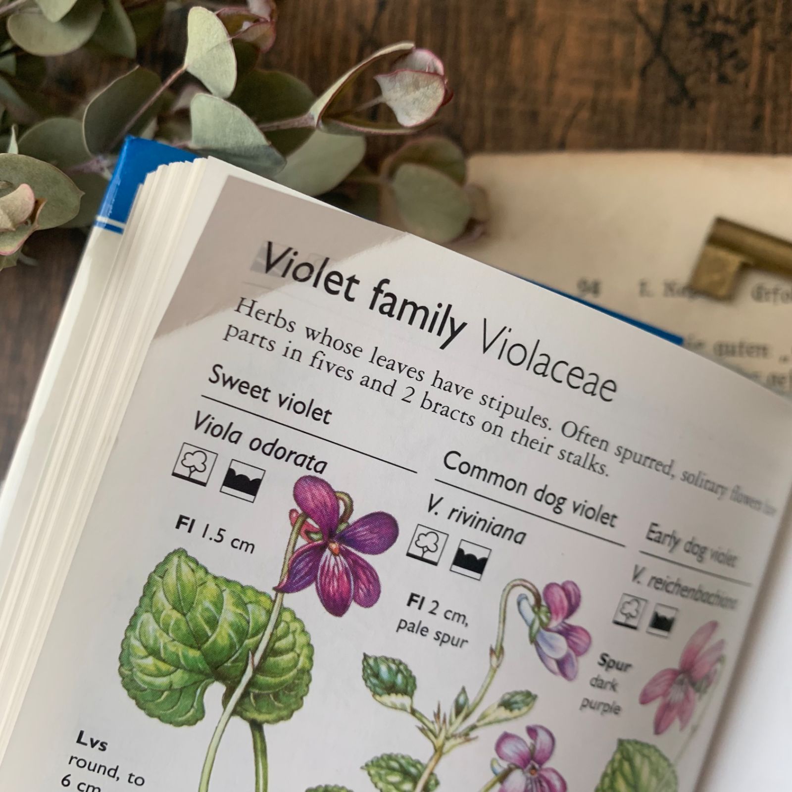洋書　古書　希少　ヴィンテージ植物図鑑　繊細で美しい植物画 まるで花束♡華やかな花々が咲き誇るヴィンテージ本 植物図鑑 古書洋書