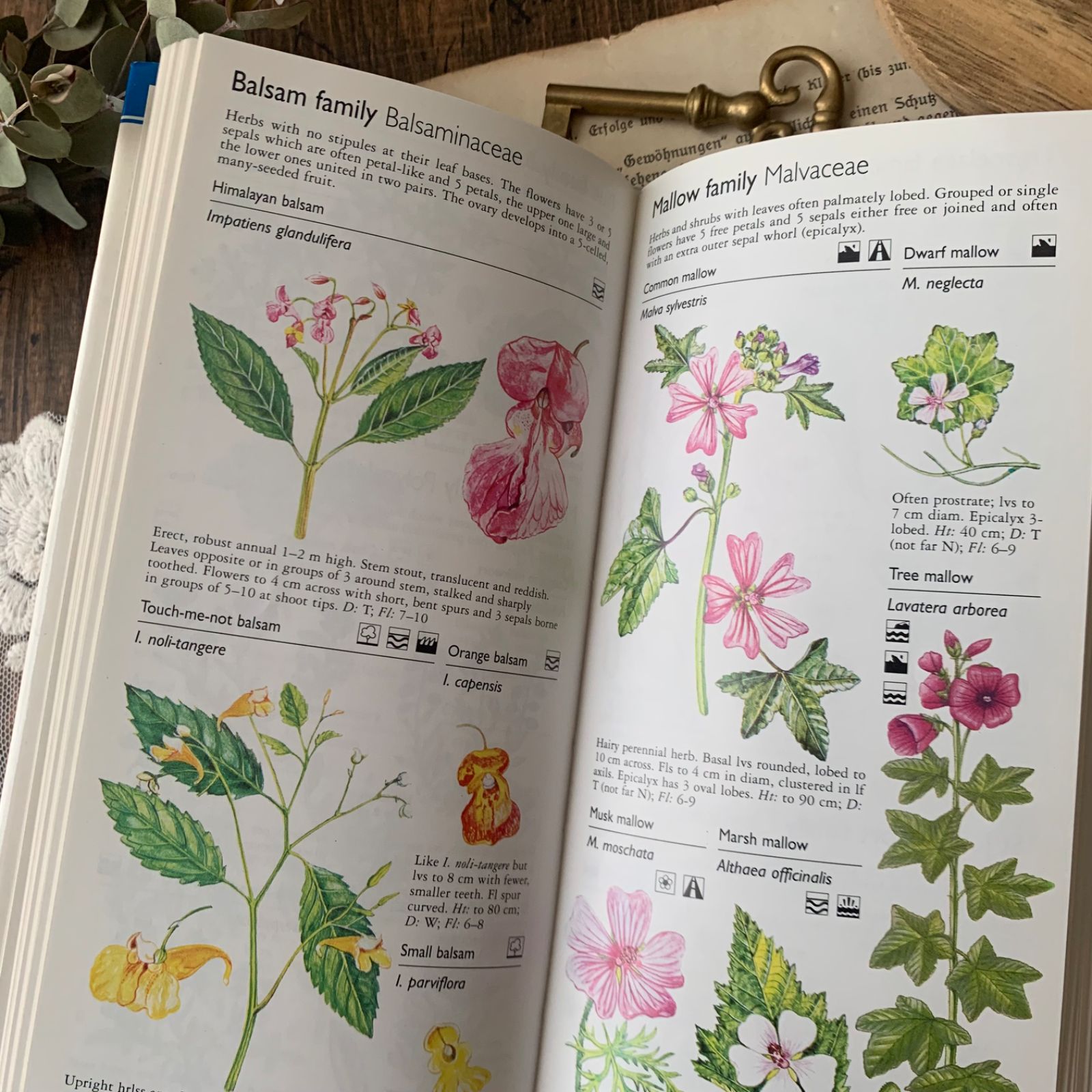 ヴィンテージ 洋書 『Wild Flowers』植物図鑑 ボタニカルイラスト