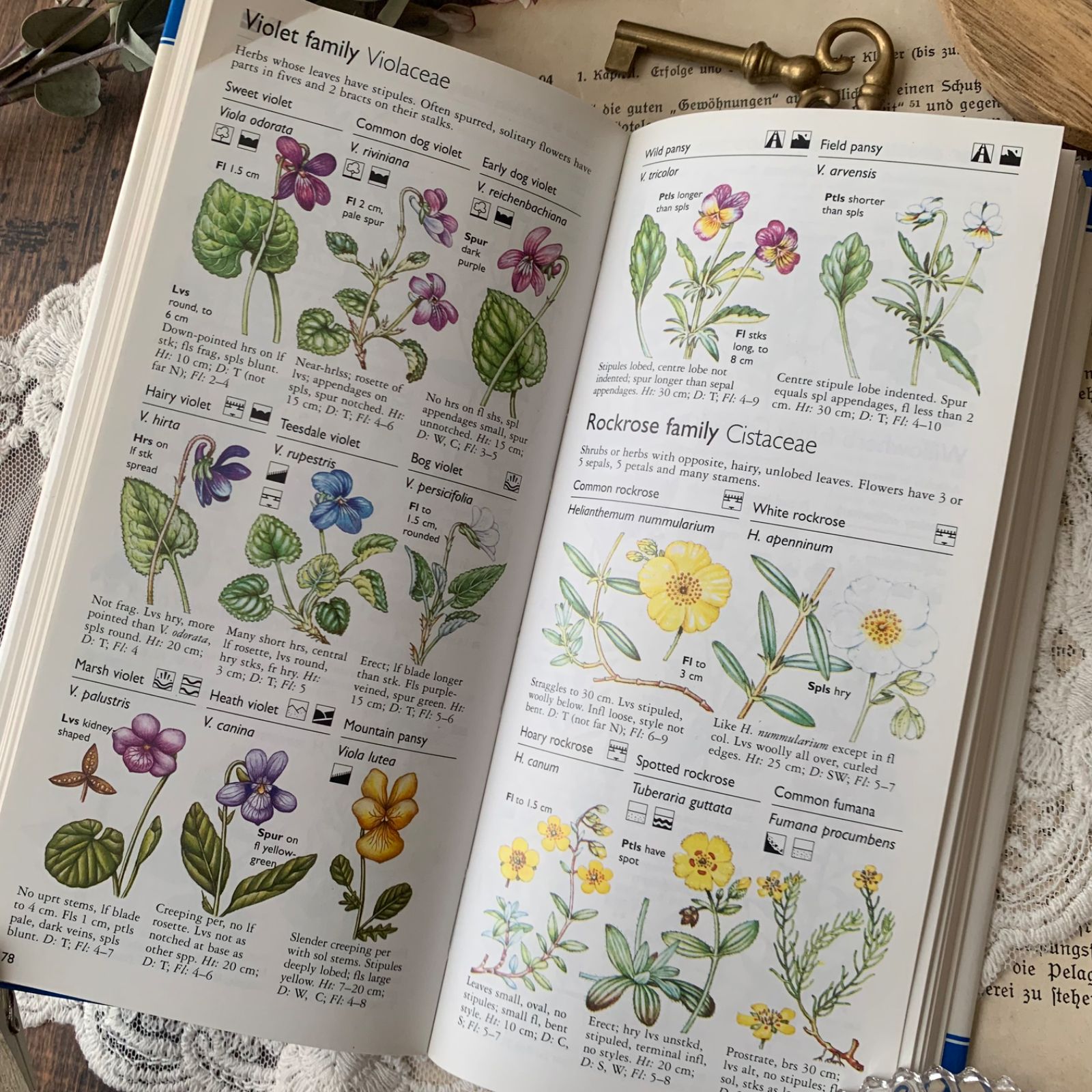ヴィンテージ 洋書 『Wild Flowers』植物図鑑 ボタニカルイラスト