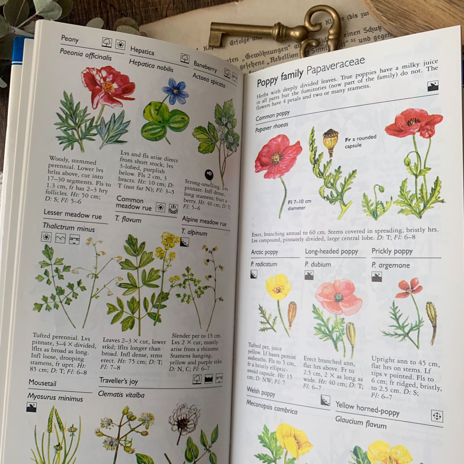 ヴィンテージ 洋書 『Wild Flowers』植物図鑑 ボタニカルイラスト