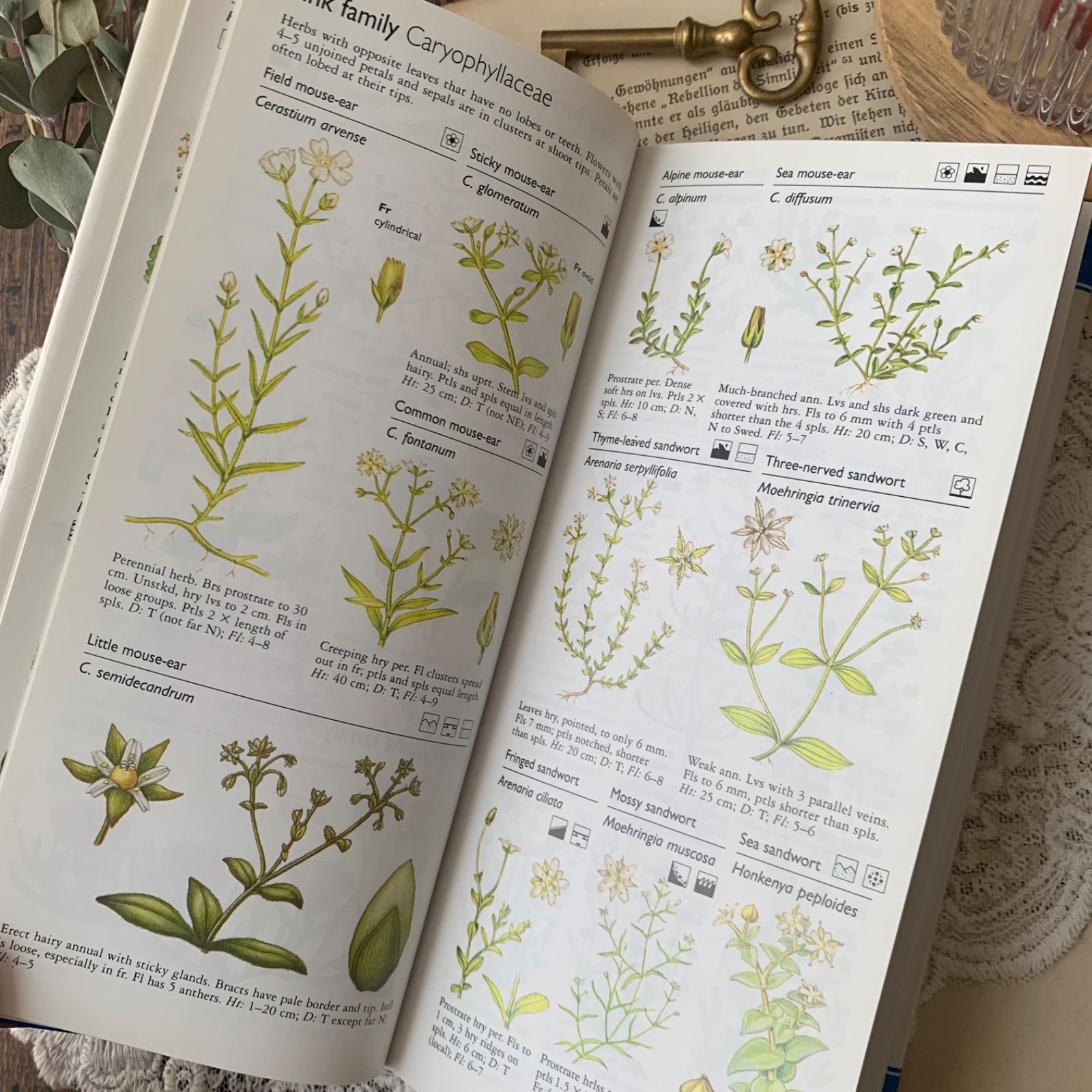 ヴィンテージ 洋書 『Wild Flowers』植物図鑑 ボタニカルイラスト