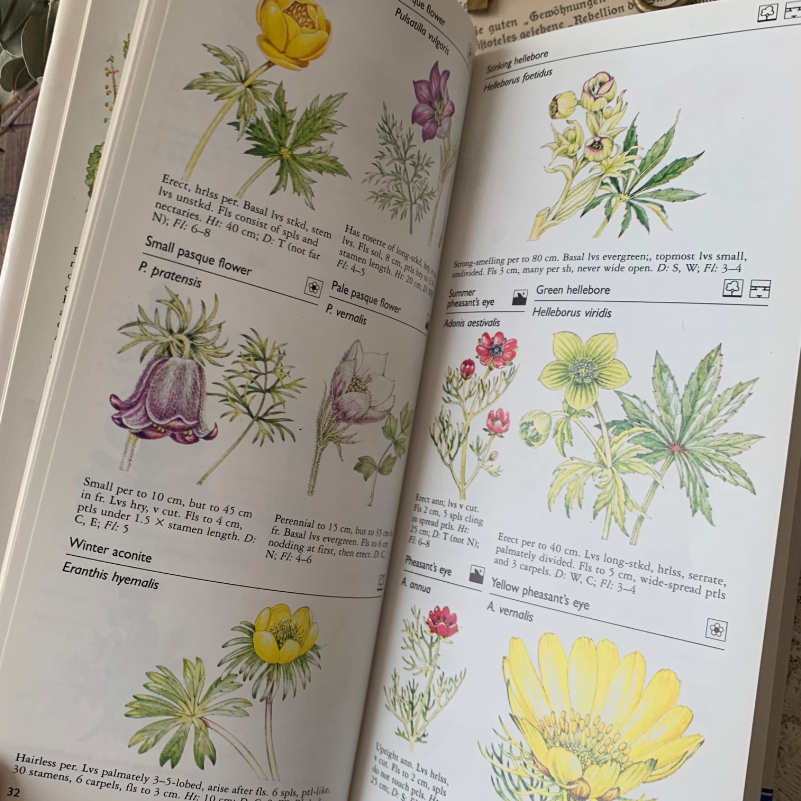 ヴィンテージ 洋書 『Wild Flowers』植物図鑑 ボタニカルイラスト