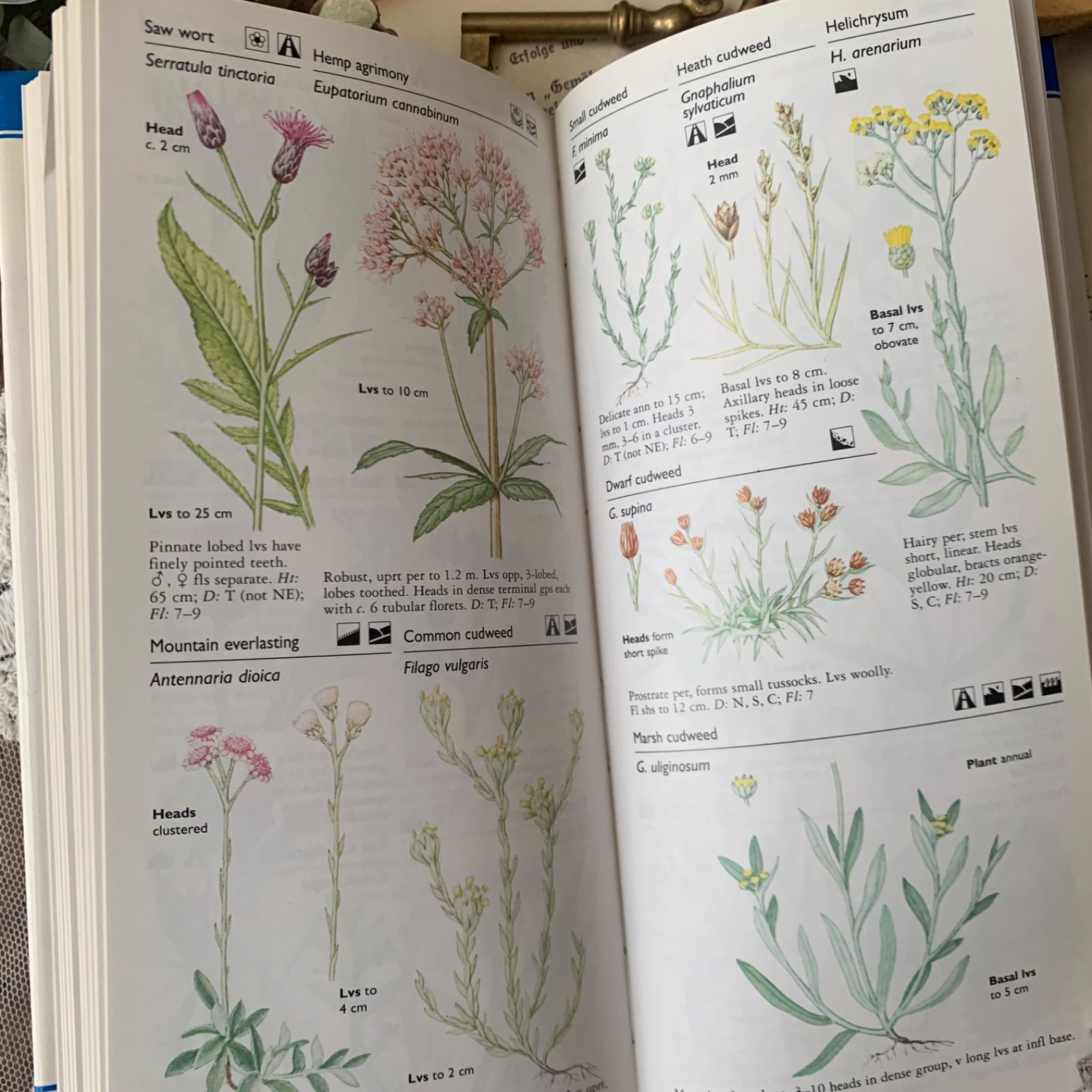 ヴィンテージ 洋書 『Wild Flowers』植物図鑑 ボタニカルイラスト