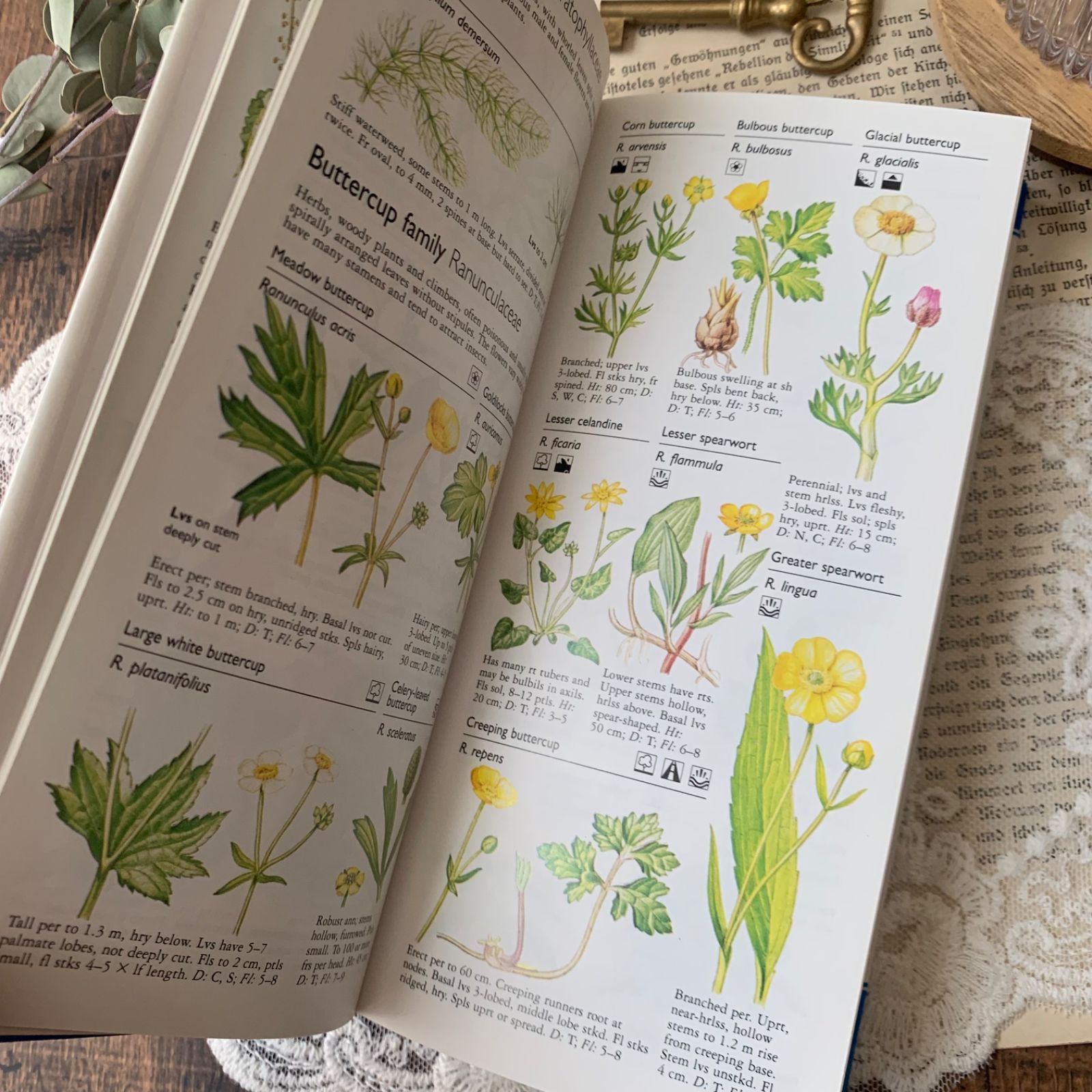 洋書　古書　希少　ヴィンテージ植物図鑑　繊細で美しい植物画 まるで花束♡華やかな花々が咲き誇るヴィンテージ本 植物図鑑 古書洋書