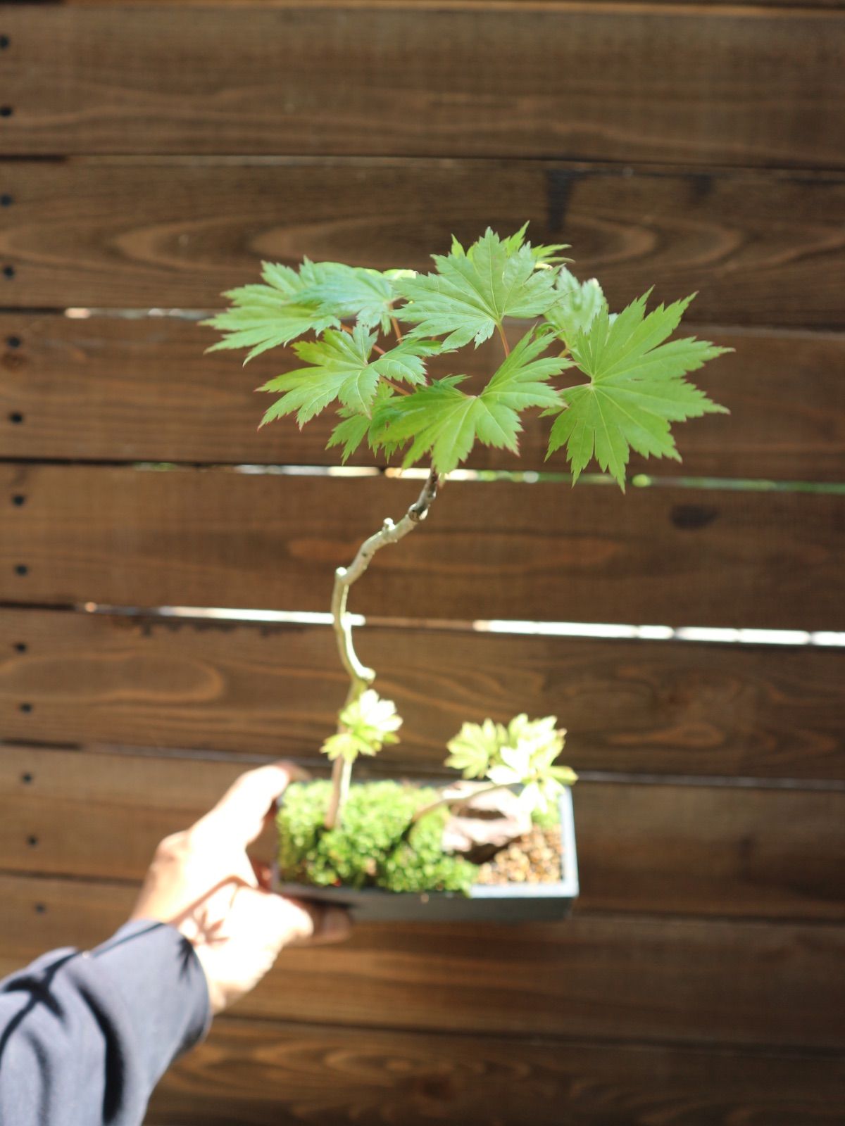 コハウチワカエデ かみ山陶器さん鉢 ミニ盆栽 専用ボックス即日発送