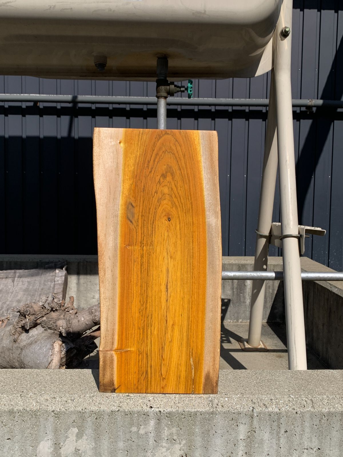 ハゼノキ 櫨 一枚板 41cm 板材 木材 [687]