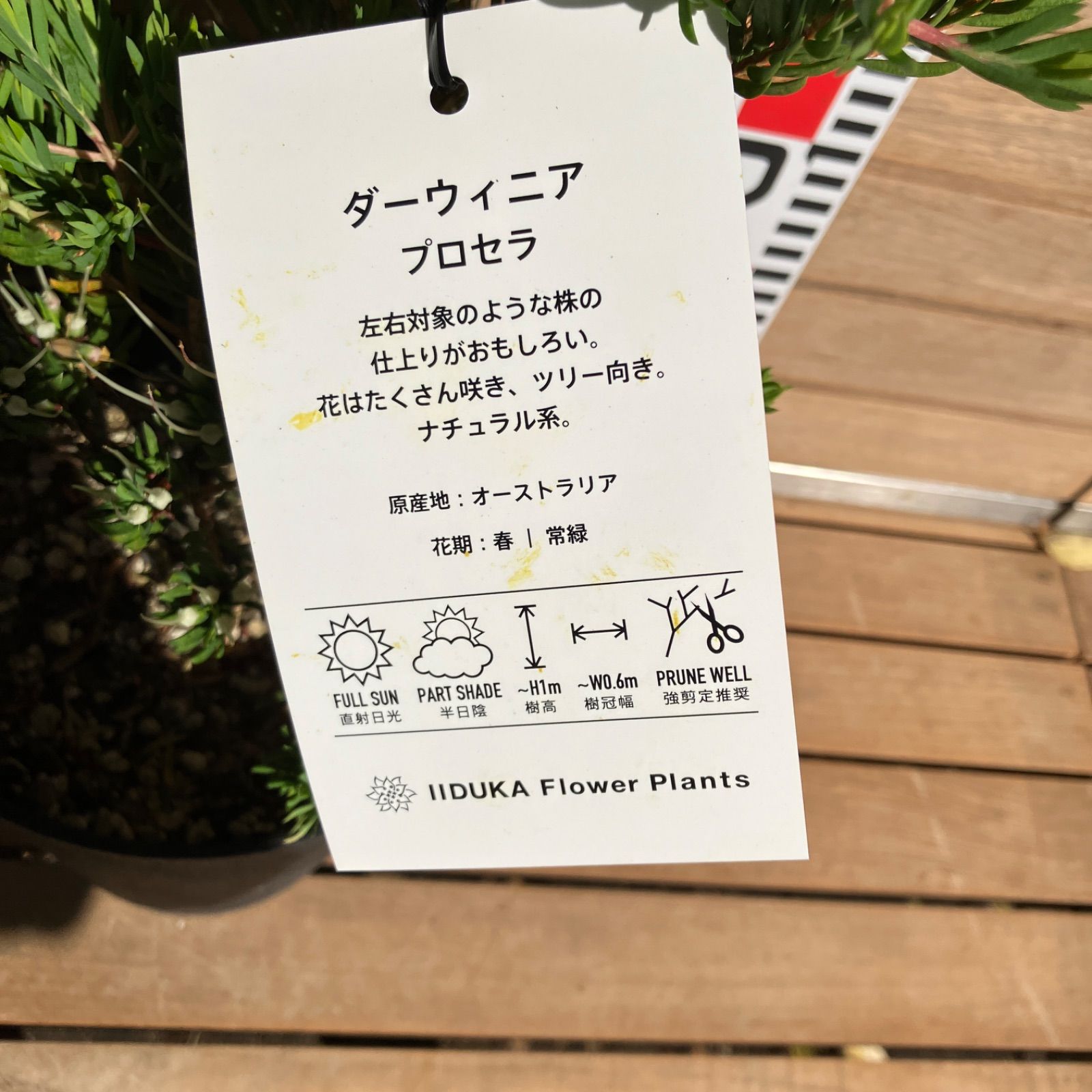 現品】④ ダーウィニア プロセラ 5号 希少品種 オージープランツ ①